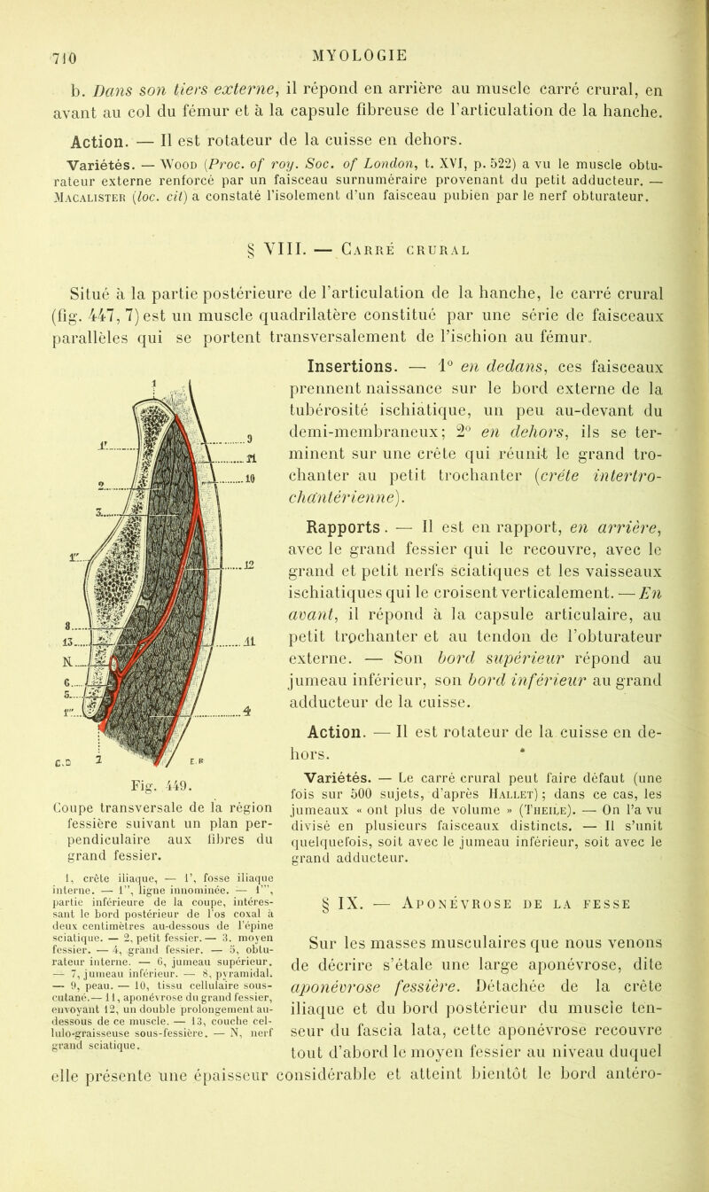 b. Dans son tiers externe^ il répond en arrière au muscle carré crural, en avant au col du fémur et à la capsule fibreuse de l’articulation de la hanche. Action. — Il est rotateur de la cuisse en dehors. Variétés. — Wood [Proc, of roy. Soc. of London^ t. XVJ, p. 522) a vu le muscle obtu- rateur externe renforcé par un faisceau surnuméraire provenant du petit adducteur. — Macalister [loc. cil) a constaté l’isolement d’un faisceau pubien par le nerf obturateur. § VIII. — Carré crural Situé à la partie postérieure de l’articulation de la hanche, le carré crural (fig. 447, 7) est un muscle quadrilatère constitué par une série de faisceaux parallèles qui se portent transversalement de l’ischion au fémuix Fig. 449. Coupe transversale de la région fessière suivant un plan per- pendiculaire aux libres du grand fessier. Insertions. —• en dedans^ ces faisceaux prennent naissance sur le bord externe de la tubérosité ischiatique, un peu au-devant du demi-membraneux; 2'^ en dehors^ ils se ter- minent sur une crête qui réunit le grand tro- chanter au petit trochanter (crête intertro- chcintérienne). Rapports. — Il est en rapport, en arrière., avec le grand fessier qui le recouvre, avec le grand et petit nerfs sciatiques et les vaisseaux ischiatiques qui le croisent verticalement. — En cirant., il répond à la capsule articulaire, au petit trochanter et au tendon de l’obturateur externe. — Son bord supérieur répond au jumeau inférieur, son bord inférieur au grand adducteur de la cuisse. Action. — Il est rotateur de la cuisse en de- hors. Variétés. — Le carré crural peut faire défaut (une fois sur 500 sujets, d’après Hallet) ; dans ce cas, les jumeaux « ont plus de volume » (Theile). — On l’a vu divisé en plusieurs faisceaux distincts. — Il s’unit quelquefois, soit avec le jumeau inférieur, soit avec le grand adducteur. 1, crête iliaque, — 1’, fosse iliaque interne. — 1”, ligne innominée. — 1”’, partie inférieure de la coupe, intéres- sant le bord postérieur de l’os coxal à deux centimètres au-dessous de l’épine sciatique. — 2, petit fessier.— 3. moyen fessier. — 4, grand fessier. — 5, obtu- rateur interne. — 6, jumeau supérieur. — 7, jumeau inférieur. — 8, pyramidal. — 9, peau. — 10, tissu cellulaire sous- cutané.— 11, aponévrose du grand fessier, envoyant 12, un double prolongement au- dessous de ce muscle. — 13, couche cel- lulo-graisseuse sous-fessière. — N, nerf grand sciatique. § IX. — Aponévrose de la fesse Sur les masses musculaires que nous venons de décrire s’étale une large aponévrose, dite aponérrose fessière. Détachée de la crête iliaque et du bord postérieur du muscle ten- seur du fascia lata, cette aponévrose recouvre tout d’abord le moyen fessier au niveau duquel elle présente une épaisseur considérable et atteint bientôt le bord antéro-
