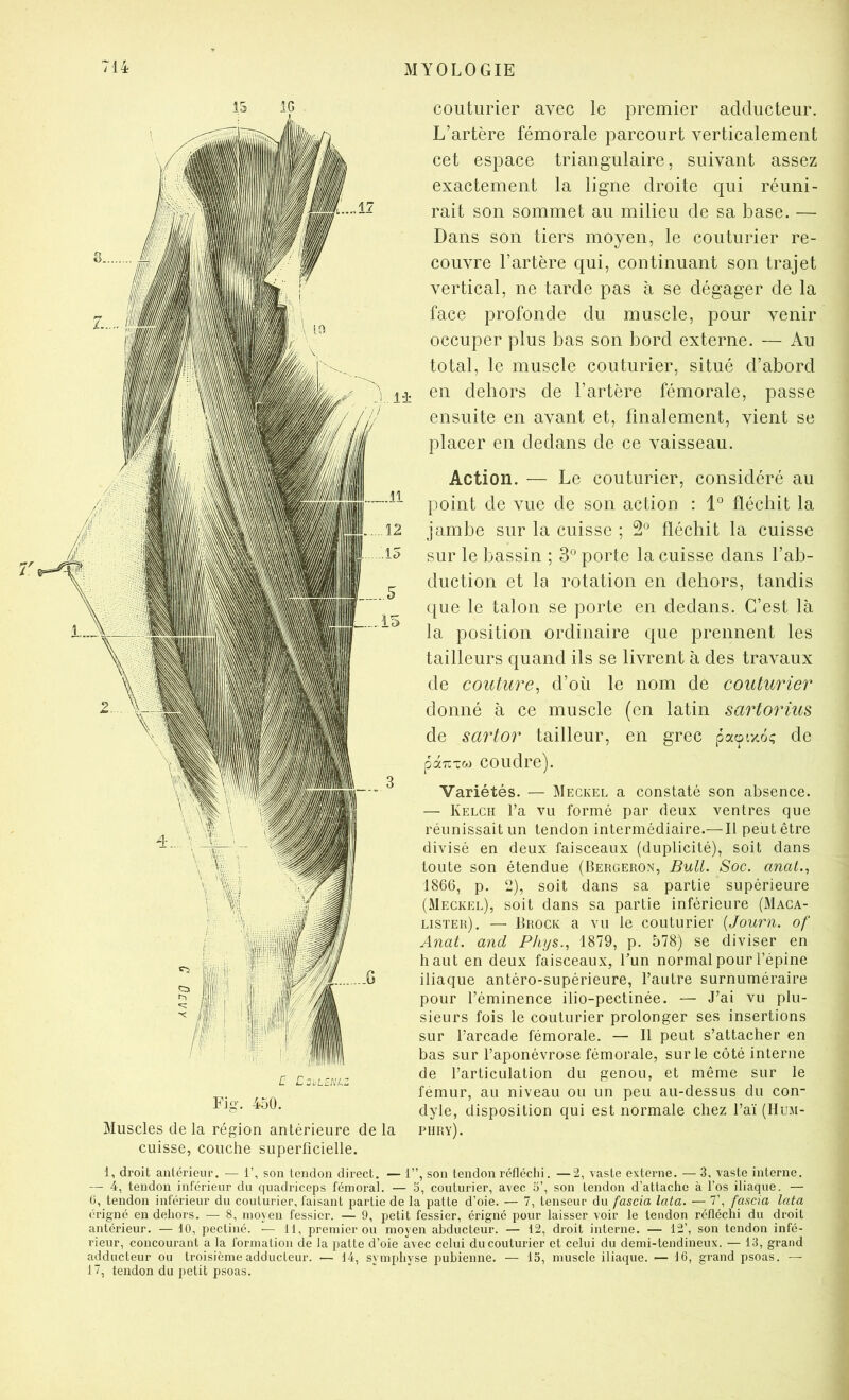 Ü LzbL2NLZ Fig. 450. Muscles de la région antérieure de la cuisse, couche superficielle. couturier avec le premier adducteur. L’artère fémorale parcourt verticalement cet espace triangulaire, suivant assez exactement la ligne droite qui réuni- rait son sommet au milieu de sa base. — Dans son tiers moyen, le couturier re- couvre l’artère qui, continuant son trajet vertical, ne tarde pas à se dégager de la face profonde du muscle, pour venir occuper plus bas son bord externe. — Au total, le muscle couturier, situé d’abord en dehors de l’artère fémorale, passe ensuite en avant et, finalement, vient se placer en dedans de ce vaisseau. Action. — Le couturier, considéré au point de vue de son action : 1° fléchit la jambe sur la cuisse ; 2® fléchit la cuisse sur le bassin ; 3® porte la cuisse dans l’ab- duction et la rotation en dehors, tandis ([lie le talon se porte en dedans. C’est là la position ordinaire que prennent les tailleurs quand ils se livrent à des travaux de couture^ d’où le nom de couturier donné à ce muscle (en latin sartorius de sartor tailleur, en grec pacpixoç de rjàizxoi coudre). Variétés. — Meckel a constaté son absence. — Kelch l’a vu formé par deux ventres que réunissait un tendon intermédiaire.— Il peut être divisé en deux faisceaux (duplicité), soit dans toute son étendue (Bergeron, Bull. Soc. anal., 1866, p. 2), soit dans sa partie supérieure (Meckel), soit dans sa partie inférieure (Maca- lisïer). — Brock a vu le couturier {Journ. of Anat. and Phys., 1879, p. 578) se diviser en haut en deux faisceaux, Fun normal pour l’épine iliaque antéro-supérieure, l’autre surnuméraire pour l’éminence ilio-pectinée. — J’ai vu plu- sieurs fois le couturier prolonger ses insertions sur l’arcade fémorale. — 11 peut s’attacher en bas sur l’aponévrose fémorale, sur le côté interne de l’articulation du genou, et même sur le fémur, au niveau ou un peu au-dessus du con- dyle, disposition qui est normale chez l’aï (Hum- phry). 1, droit antérieur. — 1’, son tendon direct. — 1”, son tendon réfléchi. —2, vaste externe. — 3, vaste interne. — 4, tendon inférieur du quadriceps fémoral. — 3, couturier, avec 3’, son tendon d’attache à l’os iliaque. — 0, tendon inférieur du couturier, faisant partie de la patte d’oie. — 7, tenseur du fascia lata. — 7’, fascia lata érigné en dehors. — 8, moyen fessier. — 9, petit fessier, érigné pour laisser voir le tendon réfléchi du droit antérieur. — 10, pectiné. — 11, premier ou moyen abducteur. — 12, droit interne. — 12’, son tendon infé- rieur, concourant a la formation de la patte d’oie avec celui du couturier et celui du demi-tendineux. — 13, grand adducteur ou troisième adducteur. — 14, symphyse pubienne. — 13, muscle iliaque. — 16, grand psoas. — 17, tendon du petit psoas.