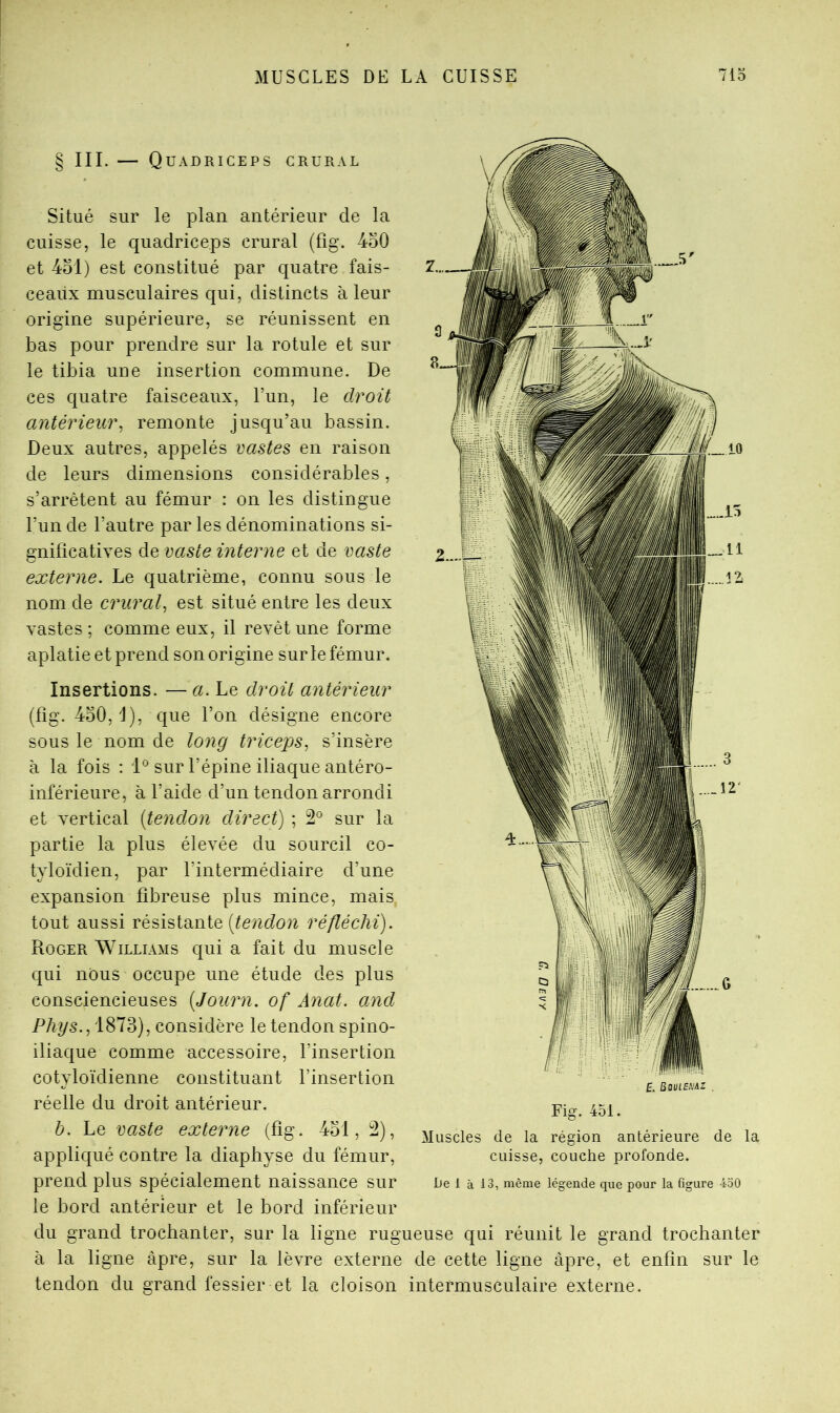 § III. — Quadriceps crural Situé sur le plan antérieur de la cuisse, le quadriceps crural (fig. 4oO et 4dl) est constitué par quatre fais- ceaux musculaires qui, distincts à leur origine supérieure, se réunissent en bas pour prendre sur la rotule et sur le tibia une insertion commune. De ces quatre faisceaux, l’un, le droit antérieur^ remonte jusqu’au bassin. Deux autres, appelés vastes en raison de leurs dimensions considérables, s’arrêtent au fémur : on les distingue l’un de l’autre par les dénominations si- gnificatives de vaste interne et de vaste externe. Le quatrième, connu sous le nom de crural^ est situé entre les deux vastes; comme eux, il revêt une forme aplatie et prend son origine sur le fémur. Insertions. —a. Le droit antérieur (fig. 4o0,1), que l’on désigne encore sous le nom de long triceps.) s’insère à la fois ; 1° sur l’épine iliaque antéro- inférieure, à l’aide d’un tendon arrondi et vertical {tendon direct) ; 2° sur la partie la plus élevée du sourcil co- t}doïdien, par l’intermédiaire d’une expansion fibreuse plus mince, mais tout aussi résistante [tendon réfléchi). Roger Williams qui a fait du muscle qui nous occupe une étude des plus consciencieuses [Journ. of Anat. and PAys., 1873), considère le tendon spino- iliaque comme accessoire, l’insertion cotyloïdienne constituant l’insertion réelle du droit antérieur. h. Le vaste externe (fig. 4ol, 2), appliqué contre la diaphyse du fémur, prend plus spécialement naissance sur le bord antérieur et le bord inférieur £ Bouleivaz , Fig. 451. Muscles (le la région antérieure de la cuisse, couche profonde. De 1 à 13, même légende que pour la figure 4o0 du grand trochanter, sur la ligne rugueuse qui réunit le grand trochanter à la ligne âpre, sur la lèvre externe de cette ligne âpre, et enfin sur le tendon du grand fessier et la cloison intermusculaire externe.