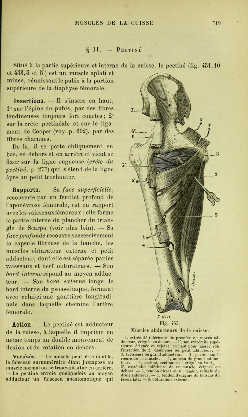 § II. — Pectine Insertions. — Il s’insère en haut. 1° sur l’épine du pubis, par des fibres tendineuses toujours fort courtes; 2*^ sur la crête pectinéale et sur le liga- ment de Cooper (voy. p. 602), par des fibres charnues. De là, il se porte obliquement en bas, en dehors et en arrière et vient se fixer sur la ligne rugueuse [crête du 'pectiné^ p. 277) qui s’étend de la ligne âpre au petit trochanter. Rapports. — Sa face superficielle^ recouverte par un feuillet profond de l’aponévrose fémorale, est en rapport avec les vaisseauxfémoraux ; elle forme la partie interne du plancher du trian- gle de Scarpa (voir plus loin). — Sa face profonde recouvre successivement la capsule fibreuse de la hanche, les muscles obturateur externe et petit adducteur, dont elle est séparée parles vaisseaux et nerf obturateurs. — Son bord interne répond au moyen adduc- teur. — Son bord externe longe le bord interne du psoas-iliaque, formant avec celui-ci une gouttière longitudi- nale dans laquelle chemine l’artère fémorale. Situé à la partie supérieure et interne et 453,0 et 5’) est un muscle aplati et mince, réunissant le pubis à la portion supérieure de la diaphyse fémorale. de la cuisse, le pectiné (fig. 451,10 G. Dcw Action. — Le pectiné est adducteur de la cuisse, à laquelle il imprime en même temps un double mouvement de flexion et de rotation en dehors. Variétés. — Le muscle peut être double, le faisceau surnuméraire étant juxtaposé au muscle normal ou se trouvant situé en arrière. — Le pectiné envoie quelquefois au moyen adducteur un faiscaeu anastomotique qui Fig. 453. Muscles abducteurs de la cuisse. 1, extrémité inférieure du premier ou moyen ad- ducteur, érignée en dehors.— i’, son extrémité supé- rieure, érignée et rejetée en haut pour laisser voir l’insertion de 2, deuxième ou petit adducteur. — 3, troisième ou grand adducteur. —3’, portion supé- rieure de ce muscle. — 4, anneau du grand adduc- teur. — 5, pectiné, sectionné et érigné en haut. ■— 5’, extrémité inférieure de ce muscle, érignée en dehors. — 6, tendon direct et tV, tendon réfléchi du droit antérieur. — 7, tendon d’origine du tenseur du fascia lata. — 8, obturateur externe.