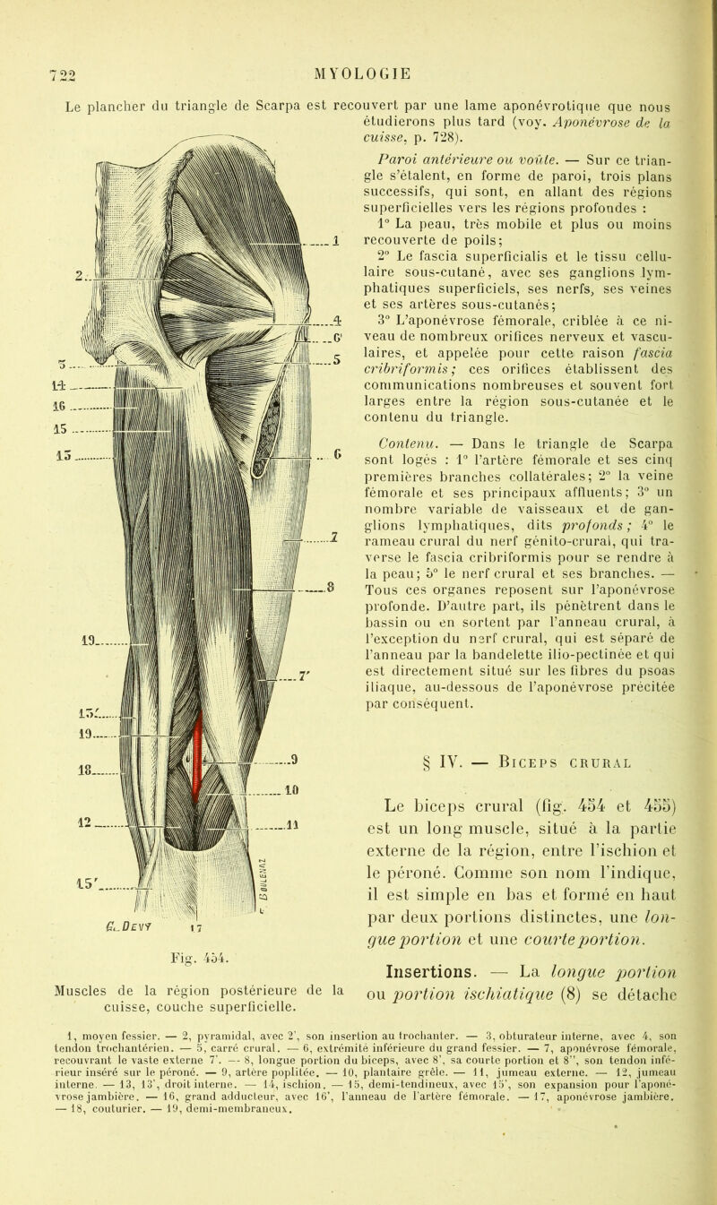 Le plancher du triangle de Scarpa est recouvert par une lame aponévrotiqiie que nous rV Fig. 454. Muscles de la région postérieure de la cuisse, couche superficielle. étudierons plus tard (voy. Aponévrose de la- cuisse, p. 728). Paroi antérieure ou voûte. — Sur ce trian- gle s’étalent, en forme de paroi, trois plans successifs, qui sont, en allant des régions superficielles vers les régions profondes : 1° La peau, très mobile et plus ou moins recouverte de poils; 2° Le fascia superficialis et le tissu cellu- laire sous-cutané, avec ses ganglions lym- phatiques superficiels, ses nerfs, ses veines et ses artères sous-cutanés; 3° L’aponévrose fémorale, criblée <à ce ni- veau de nombreux orifices nerveux et vascu- laires, et appelée pour cette raison fascia cribriformis ; ces orifices établissent des communications nombreuses et souvent fort larges entre la région sous-cutanée et le contenu du triangle. Contenu. — Dans le triangle de Scarpa sont logés : 1° l’artère fémorale et ses cinq premières branches collatérales; 2“ la veine fémorale et ses principaux affluents; 3° un nombre variable de vaisseaux et de gan- glions lymphatiques, dits profonds; 4° le rameau crural du nerf génito-crural, qui tra- verse le fascia cribriformis pour se rendre à la peau; b° le nerf crural et ses branches. — Tous ces organes reposent sur l’aponévrose profonde. D’autre part, ils pénètrent dans le bassin ou en sortent par l’anneau crural, cà l’exception du nerf crural, qui est séparé de l’anneau par la bandelette ilio-pectinée et qui est directement situé sur les fibres du psoas iliaque, au-dessous de l’aponévrose précitée par conséquent. § IV. — Biceps crural Le biceps crural (fig. 454 et 455) est un long muscle, situé à la partie externe de la région, entre l’iscliion et le péroné. Gomme son nom l’indique, il est simple en bas et formé en haut par deux portions distinctes, une lon- gue po7dio7i et une coiüdepo7dio7i. Insertions. — La lo7igue po7'lio7i ou po7dio7i ischiatique (8) se détache 1, moyen fessier. — 2, pyramidal, avec 2’, son insertion au froclianter. — 3, obturateur interne, avec 4, son tendon trocliantérien. — 5, carré crural. — 6, extrémité inférieure du grand fessier. — 7, aponévrose fémorale, recouvrant le vaste externe T. — 8, longue portion du biceps, avec 8’, sa courte portion et 8”, son tendon infé- rieur inséré sur le péroné. — 9, artère poplitée. — 10, plantaire grêle. — 11, jumeau externe. — 12, jumeau interne. — 13, 13’, droit interne. — 14, ischion. — 15, demi-tendineux, avec 15’, son expansion pour l’aponé- vrose jambière. — 16, grand adducteur, avec 16’, l’anneau de l’artère fémorale. —17, aponévrose jambière. — 18, couturier. — 19, demi-membraneux.