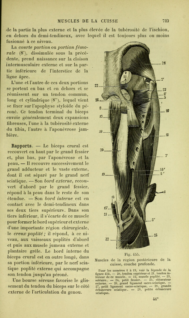 de la partie la plus externe et la plus élevée de la tubérosité de l’ischion, en dehors du demi-tendineux, avec lequel il est toujours plus ou moins fusionné à ce niveau. La courte portion ou portion fémo- rale (8’), dissimulée sous la précé- dente, prend naissance sur la cloison intermusculaire externe et sur la par- tie inférieure de l’interstice de la ligne âpre. L’une et l’autre de ces deux portions se portent en bas et en dehors et se réunissent sur un tendon commun, long et cylindrique (8”j, lequel vient se fixer sur l’apophyse styloïde du pé- roné. Ce tendon terminal du biceps envoie généralement deux expansions fibreuses, l’une à la tubérosité externe du tibia, l’autre à l’aponévrose jam- bière. Rapports. — Le biceps crural est recouvert en haut par le grand fessier et, plus bas, par l’aponévrose et la peau. — Il recouvre successivement le grand adducteur et le vaste externe, dont il est séparé par le grand nerf sciatique. -—Son bord externe^ recou- vert d’abord par le grand fessier, répond à la peau dans le reste de son étendue. — Son bord interne est en contact avec le demi-tendineux dans ses deux tiers supérieurs. Dans son tiers inférieur, il s’écarte de ce muscle pour former le bord supérieur et externe d’une importante région chirurgicale, le creux poplité ; il répond, à ce ni- veau, aux vaisseaux poplités d’abord et puis aux muscle jumeau externe et plantaire grêle. Le bord interne du biceps crural est en outre longé, dans sa portion inférieure, par le nerf scia- tique poplité externe qui accompagne son tendon jusqu’au péroné. Une bourse séreuse favorise le glis- sement du tendon du biceps sur le côté externe de l’articulation du genou. Fig. 45o. Muscles de la région postérieure de la cuisse, couche profonde. Pour les numéros 1 à 19, Toir la légende de la figure 454. — 20, tendon supérieur et 21, tendon in- férieur de ce muscle. — 22, muscle poplité. — 23, soléaire. — 24, petit fessier. — 25, obturateur externe. — 26, grand ligament sacro-sciatique. — 27, petit ligament sacro-sciatique, — 28, grande échancrure sciatique. — 29, petite échancrure sciatique. 46’