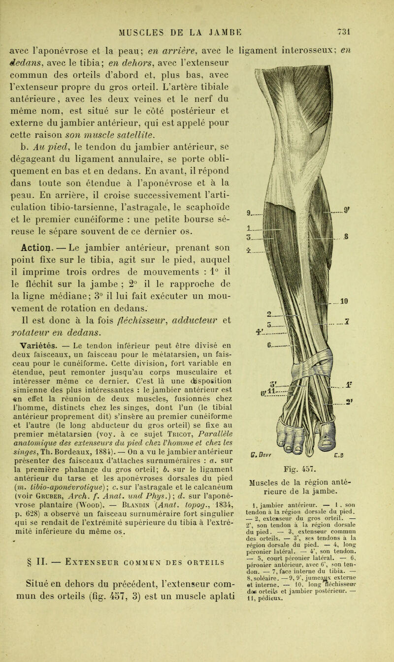 h. Au pied, le tendon du jambier antérieur, se dégageant du ligament annulaire, se porte obli- quement en bas et en dedans. En avant, il répond dans toute son étendue à l’aponévrose et à la peau. En arrière, il croise successivement l’arti- culation tibio-tarsienne, l’astragale, le scaphoïde et le premier cunéiforme : une petite bourse sé- reuse le sépare souvent de ce dernier os. Action. — Le jambier antérieur, prenant son point fixe sur le tibia, agit sur le pied, auquel il imprime trois ordres de mouvements : 1° il le fléchit sur la jambe ; 2° il le rapproche de la ligne médiane; 3*^ il lui fait exécuter un mou- vement de rotation en dedans. Il est donc à la fois fléchisseur, adducteur et rotateur en dedans. Variétés. — Le tendon inférieur peut être divisé en deux faisceaux, un faisceau pour le métatarsien, un fais- ceau pour le cunéiforme. Cette division, fort variable en étendue, peut remonter jusqu’au corps musculaire et intéresser même ce dernier. C’est là une disposition simienne des plus intéressantes ; le jambier antérieur est ■en effet la réunion de deux muscles, fusionnés chez l’homme, distincts chez les singes, dont l’un (le tibial antérieur proprement dit) s’insère au premier cunéiforme et l’autre (le long abducteur du gros orteil) se fixe au premier métatarsien (voy. à ce sujet Tricot, Parallèle anatomique des exte?iseurs du pied chez Vhomme et chez les Th. Bordeaux, 1884).— On a vu le jambier antérieur présenter des faisceaux d’attaches surnuméraires ; a. sur la première phalange du gros orteil; b. sur le ligament antérieur du tarse et les aponévroses dorsales du pied (m. tibio-aponévrotique) ; c. sur l’astragale et le calcanéum (voir Gruber, Arch. f. Anal, und Phys.)-, d. sur l’aponé- vrose plantaire (Wood). — Blandin '{Anat. topog., 1834, p. 628) a observé un faisceau surnuméraire fort singulier qui se rendait de l’extrémité supérieure du tibia à l’extré- mité inférieure du même os. § II. — Extenseur commun des orteils Situé en dehors du précédent, l’extenseur com- mun des orteils (fîg. 457, 3) est un muscle aplati avec l’aponévrose et la peau; en arrière, avec le ligament interosseux; en dedans, avec le tibia; en dehors, avec l’extenseur commun des orteils d’abord et, plus bas, avec l’extenseur propre du gros orteil. L’artère tibiale antérieure, avec les deux veines et le nerf du même nom, est situé sur le côté postérieur et Dxterne du jambier antérieur, qui est appelé pour cette raison son muscle satellite. Fig. 457. Muscles de la région anté- rieure de la jambe. 1, jambier antérieur. — 1, son tendon à la région dorsale du pied. — 2, extenseur du gros orteil. — 2’, son tendon à la région dorsale du pied. — 3, extenseur commun des orteils. — 3’, ses tendons à la région dorsale du pied. — 4, long péronier latéral. — 4’, son tendon. — 5, court péronier latéral. — 6, péronier antérieur, avec 6’, son ten- don. — 7, face interne du tibia. — 8, soléaire. —9, 9’, jumec^x externe et interne. — 10, long'fléchisseur dae orteils et jambier postérieur. — 11, pédieux.