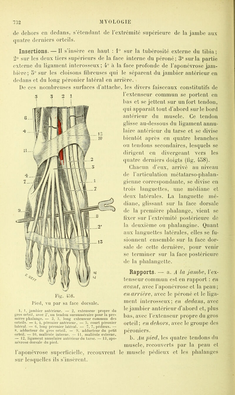 de dehors en dedans, s’étendant de l’extrémité supérieure de la jambe aux quatre derniers orteils. Insertions. — Il s’insère en haut ; 1® sur la tubérosité externe du tibia; sur les deux tiers supérieurs de la face interne du péroné ; 3° sur la partie externe du ligament interosseux ; 4® à la face profonde de l’aponévrose jam- bière; sur les cloisons fibreuses qui le séparent du jambier antérieur en dedans et du long péronier latéral en arrière. De ces nombreuses surfaces d’attache, les divers faisceaux constitutifs de l’extenseur commun se portent en bas et se jettent sur un fort tendon, qui apparaît tout d’abord sur le bord antérieur du muscle. Ce tendon glisse au-dessous du ligament annu- laire antérieur du tarse et se divise bientôt après en quatre branches ou tendons secondaires, lesquels se dirigent en divergeant vers les Fig. 458. Pied, vu par sa face dorsale. 1, I, jambier anterieur. — 2, extenseur propre du gros orteil, avec 2’, un tendon surnuméraire pour la pre- mière phalange. — 3, 3, long extenseur commun des orteils. — 4, 4, péronier antérieur. — 5, court péronier latéral, — 6, long péronier latéral. — 7, 7, pédieux. — 8, adducteur du gros orteil. — 9, adducteur du petit orteil. — 10, malléole interne. — 11, malléole externe. — 12, ligament annulaire antérieur du tarse. — 13, apo- névrose dorsale du pied. l’aponévrose superficielle, recouvrent sur lesquelles ils s’insèrent. quatre derniers doigts (fig. 458). Chacun d’eux, arrivé au niveau de l’articulation métatarso-phalan- gienne correspondante, se divise en trois languettes, une médiane et deux latérales. La languette mé- diane, glissant sur la face dorsale de la première phalange, vient se fixer sur l’extrémité postérieure de la deuxième ou phalangine. Quant aux languettes latérales, elles se fu- sionnent ensemble sur la face dor- sale de cette dernière, pour venir se terminer sur la face postérieure de la phalangette. Rapports. — a. A la jambe, l’ex- tenseur commun est en rapport : en avant, avec l’aponévrose et la peau ; en arrière, avec le péroné et le liga- ment interosseux; en dedans, avec le jambier antérieur d'abord et, plus bas, avec l’extenseur propre du gros orteil ; en dehors, avec le groupe des péroniers. b. Au pied, les quatre tendons du muscle, recouverts par la peau et le muscle pédieux et les phalanges