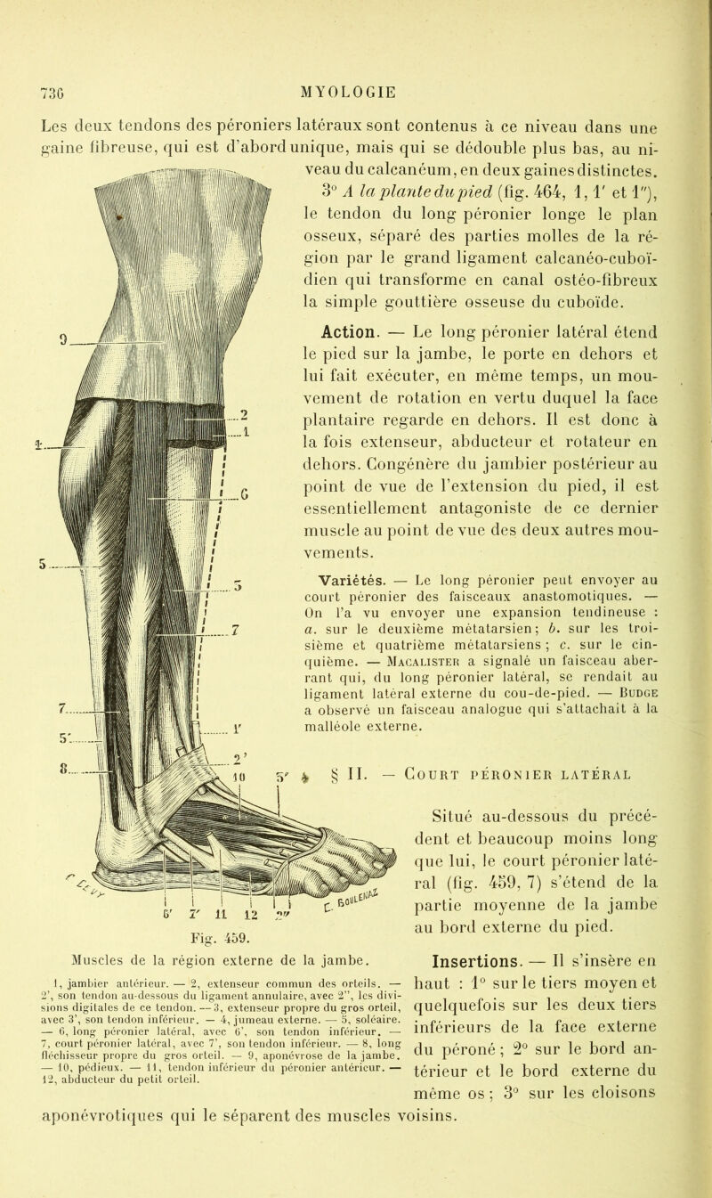 Les deux tendons des péroniers latéraux sont contenus à ce niveau dans une gaine fibreuse, qui est d’abord unique, mais qui se dédouble plus bas, au ni- veau du calcanéum, en deux gaines distinctes. 3° A la plante du pied (fig. 464, 1,1' et 1), le tendon du long péronier longe le plan osseux, séparé des parties molles de la ré- gion par le grand ligament calcanéo-cuboï- dien qui transforme en canal ostéo-fibreux la simple gouttière osseuse du cuboïde. Action. — Le long péronier latéral étend le pied sur la jambe, le porte en dehors et lui fait exécuter, en même temps, un mou- vement de rotation en vertu duquel la face plantaire regarde en dehors. Il est donc à la fois extenseur, abducteur et rotateur en dehors. Congénère du jambier postérieur au point de vue de l’extension du pied, il est essentiellement antagoniste de ce dernier muscle au point de vue des deux autres mou- vements. Variétés. — Le long péronier peut envoyer au court péronier des faisceaux anastomotiques. — On l’a vu envoyer une expansion tendineuse : a. sur le deuxième métatarsien; b. sur les troi- sième et quatrième métatarsiens ; c. sur le cin- quième. — Macalisteh a signalé un faisceau aber- rant qui, du long péronier latéral, se rendait au ligament latéral externe du cou-de-pied. — Budge a observé un faisceau analogue qui s’attachait à la malléole externe. Court péronier latéral Situé au-dessous du précé- dent et beaucoup moins long que lui, le court péronier laté- ral (fig. 459, 7) s’étend de la partie moyenne de la jambe au bord externe du pied. Il 12 Fig. 459. Muscles de la région externe de la jambe, Insertions. — Il s’insère en I, jambiei* antérieur. — 2, extenseur commun des orteils. — 2’, son tendon au-dessous du ligament annulaire, avec 2”, les divi- sions digitales de ce tendon. — 3, extenseur propre du gros orteil, avec 3’, son tendon inférieur. — 4, jumeau externe. — 5, soléaire. — 6, long péronier latéral, avec 6’, son tendon inférieur, — 7, court péronier latéral, avec 7’, son tendon inférieur. — 8, long fléchisseur propre du gros orteil. — 9, aponévrose de la jambe. — 10, pédieux. — 11, tendon inférieur du péronier antérieur. — 12, abducteur du petit orteil. haut : 1° sur le tiers moyen et quelquefois sur les deux tiers inférieurs de la face externe du péroné ; 2^^ sur le bord an- térieur et le bord externe du même os ; 3^^ sur les cloisons aponévrotiques qui le séparent des muscles voisins.