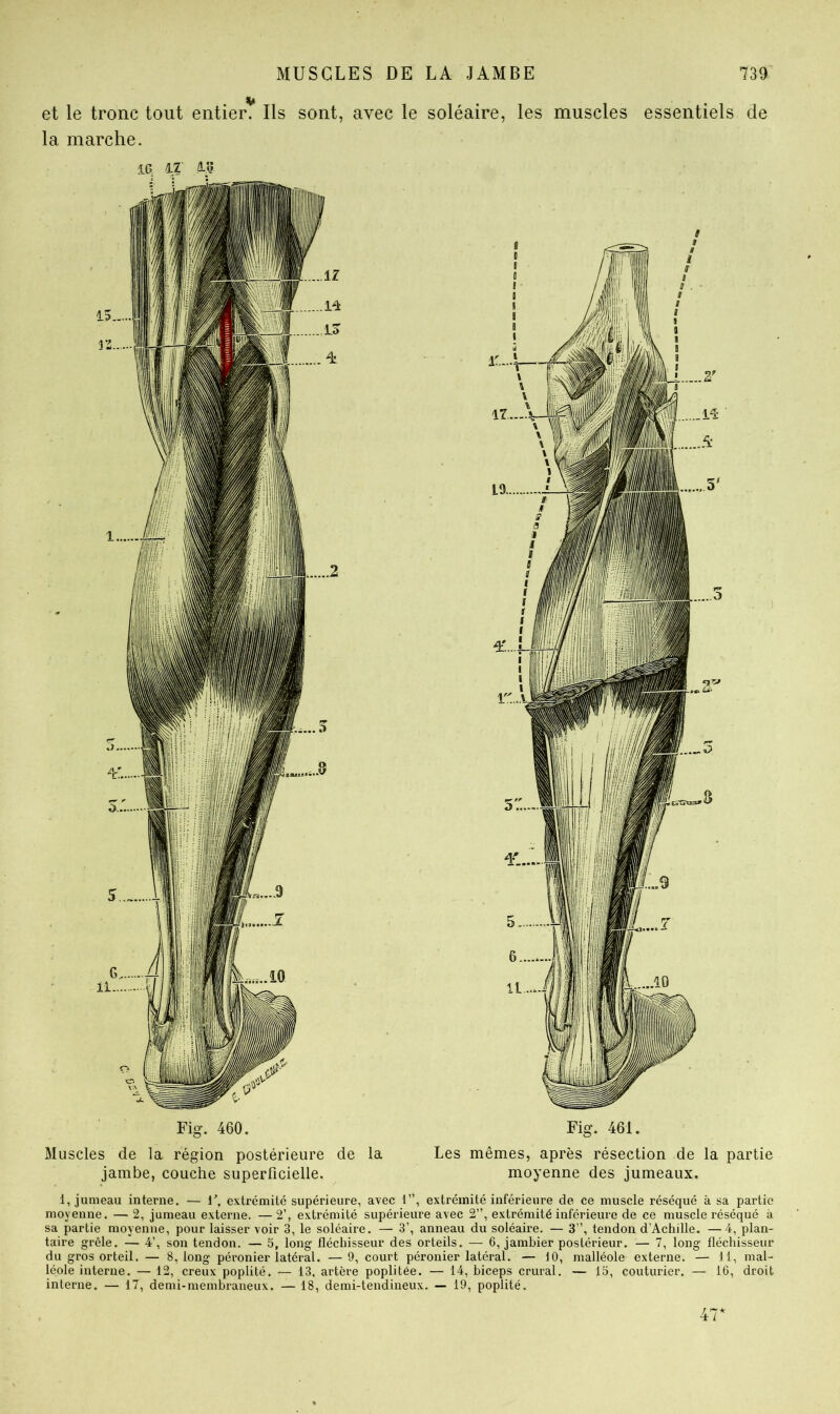 V et le tronc tout entier. Ils sont, avec le soléaire, les muscles essentiels de la marche. Fig. 460. Fig. 461. Muscles de la région postérieure de la Les mêmes, après résection de la partie jambe, couche superficielle. moyenne des jumeaux. 1, jumeau interne. — i’, extrémité supérieure, avec 1”, extrémité inférieure de ce muscle réséqué à sa partie moyenne. —2, jumeau externe. —2’, extrémité supérieure avec 2”, extrémité inférieure de ce muscle réséqué à sa partie moyenne, pour laisser voir 3, le soléaire. — 3’, anneau du soléaire. — 3”, tendon d'Acliille. —4, plan- taire grêle. — 4’, son tendon. — 5, long fléchisseur des orteils. — 6, jambier postérieur. — 7, long fléchisseur du gros orteil. — 8, long péronier latéral. —9, court péronier latéral. — 10, malléole externe. — 11, mal- léole interne. — 12, creux poplité. — 13. artère poplitée. — 14, biceps crural. — 15, couturier. — IC, droit interne. — 17, demi-membraneux. — 18, demi-tendineux. — 19, poplité.