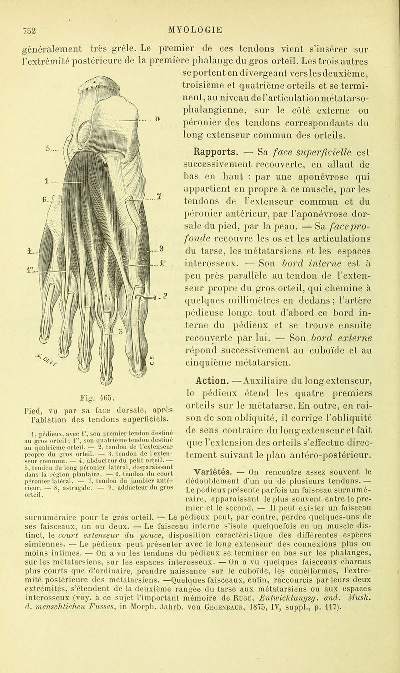 généralement très grêle. Le premier de ces tendons vient s’insérer sur l’extrémité postérieure de la première phalange du gros orteil. Les trois autres se portent en divergeant vers les deuxième, troisième et quatrième orteils et se termi- nent, au niveau deLarticulatioiimétatarso- phalangienne, sur le côté externe ou péronier des tendons correspondants du long extenseur commun des orteils. Rapports. — Sa face superficielle est successivement recouverte, en allant de bas en haut : par une aponévrose qui appartient en propre à ce muscle, par les tendons de l’extenseur commun et du péronier antérieur, par l’aponévrose dor- sale du pied, par la peau. — Sa facepro- fonde recouvre les os et les articulations du tarse, les métatarsiens et les espaces interosseux. — Son bord interne est à peu près parallèle au tendon de l’exten- seur propre du gros orteil, qui chemine à quelques millimètres en dedans ; l’artère pédieuse longe tout d’abord ce bord in- terne du pédieux et se trouve ensuite recouverte par lui. — Son bord externe répond successivement au cuboïde et au cinquième métatarsien. Action. —Auxiliaire du long extenseur, le pédieux étend les quatre premiers orteils sur le métatarse. En outre, en rai- son de son obliquité, il corrige l’obliquité de sens contraire du long extenseur et fait que l’extension des orteils s’effectue direc- tement suivant le plan antéro-postérieur. Fig. 465. Pied, vu par sa face dorsale, après Pablation des tendons superficiels. 1, pédieux, avec 1’, son premier tendon destine au gros orteil ; 1”, son cpiatrième tendon destiné au quatrième orteil. — 2, tendon de l’extenseur propre du gros orteil. — 3, tendon de l’exten- seur commun. — 4, abducteur du petit orteil. — 5, tendon du long péronier latéral, disparaissant dans la région plantaire. — 6, tendon du court péronier latéral. — 7, tendon du jambier anté- rieur. — 8, astragale. — 9, adducteur du gros orteil. Variétés. — On rencontre assez souvent le dédoublement d’un ou de plusieurs tendons. — Le pédieux présente parfois un faisceau surnumé- raire, apparaissant le plus souvent entre le pre- mier et le second. — Il peut exister un faisceau surnuméraire pour le gros orteil. — Le pédieux peut, par contre, perdre quelques-uns de ses faisceaux, un ou deux. — Le faisceau interne s’isole quelquefois en un muscle dis- tinct, le court extenseur du pouce^ disposition caractéristique des différentes espèces simiennes. — Le pédieux peut présenter avec le long extenseur des connexions plus ou moins intimes. — On a vu les tendons du pédieux se terminer en bas sur les phalanges, sur les métatarsiens, sur les espaces interosseux. — On a vu quelques faisceaux charnus plus courts que d’ordinaire, prendre naissance sur le cuboïde, les cunéiformes, l’extré- mité postérieure des métatarsiens. —Quelques faisceaux, enfin, raccourcis par leurs deux extrémités, s’étendent de la deuxième rangée du tarse aux métatarsiens ou aux espaces interosseux (voy. à ce sujet l’important mémoire de Ruge, Entwicklungsg. and. Musk. d. menschtichen Fusses., in Morph. Jahrb. von Gegenbaur, 1875, IV, suppl., p. 117).