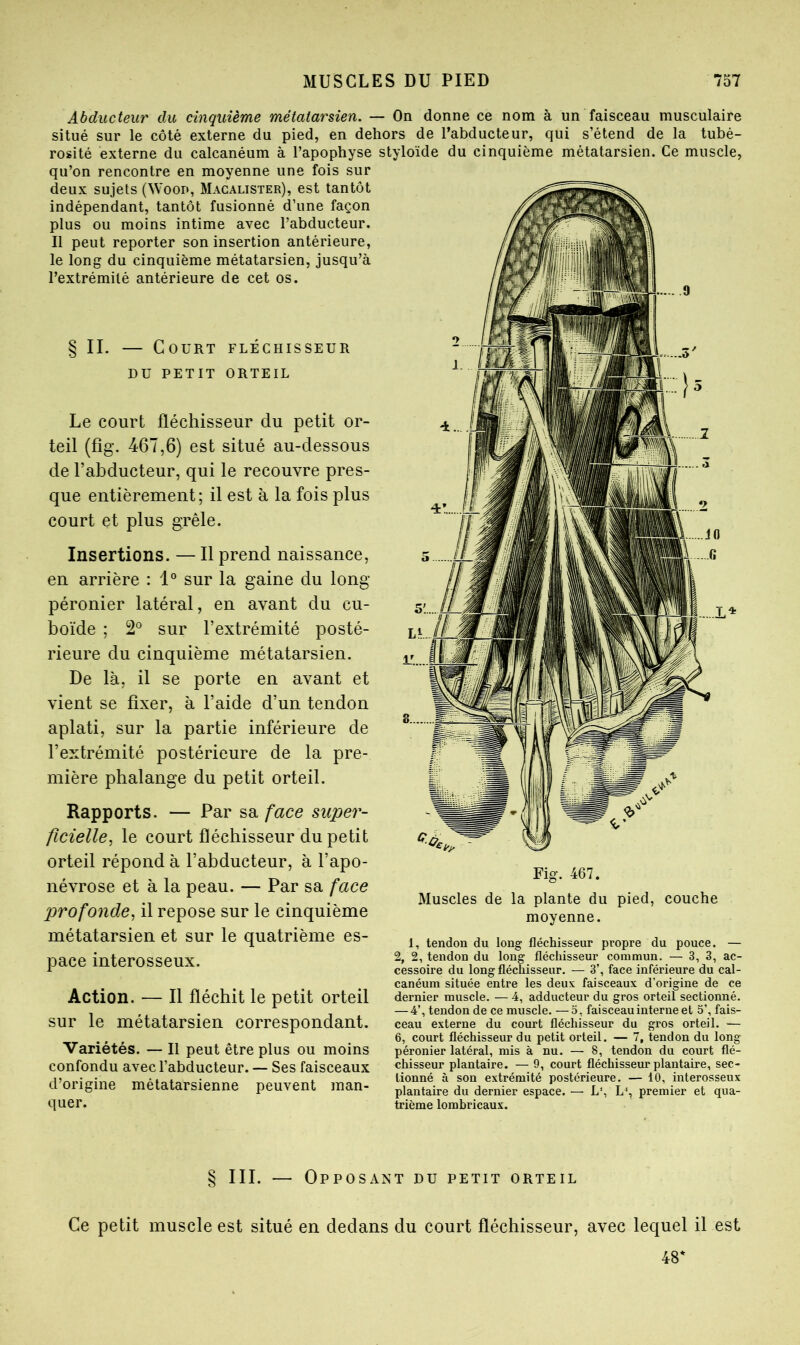 Abducteur du cinquième métatarsien. — On donne ce nom à un faisceau musculaire situé sur le côté externe du pied, en dehors de l’abducteur, qui s’étend de la tubé- rosité externe du calcanéum à l’apophyse styloïde du cinquième métatarsien. Ce muscle. qu’on rencontre en moyenne une fois sur deux sujets (Woon, Magalister), est tantôt indépendant, tantôt fusionné d’une façon plus ou moins intime avec l’abducteur. Il peut reporter son insertion antérieure, le long du cinquième métatarsien, jusqu’à l’extrémité antérieure de cet os. § IL — Court fléchisseur DU PETIT ORTEIL Le court fléchisseur du petit or- teil (fîg. 467,6) est situé au-dessous de l’abducteur, qui le recouvre pres- que entièrement; il est à la fois plus court et plus grêle. Insertions. — Il prend naissance, en arrière : 1° sur la gaine du long- péronier latéral, en avant du cu- boïde ; 2° sur l’extrémité posté- rieure du cinquième métatarsien. De là, il se porte en avant et vient se fixer, à l’aide d’un tendon aplati, sur la partie inférieure de l’extrémité postérieure de la pre- mière phalange du petit orteil. Rapports. — Par sa face super- ficielle^ le court fléchisseur du petit orteil répond à l’abducteur, à l’apo- névrose et à la peau. — Par sa face profonde, il repose sur le cinquième métatarsien et sur le quatrième es- pace interosseux. Action. — Il fléchit le petit orteil sur le métatarsien correspondant. Variétés. — Il peut être plus ou moins confondu avec l’abducteur. — Ses faisceaux d’origine métatarsienne peuvent man- quer. Fig. 467. Muscles de la plante du pied, couche moyenne. 1, tendon du long fléchisseur propre du pouce. — 2, 2, tendon du long fléchisseur commun. — 3, 3, ac- cessoire du long fléchisseur. — 3’, face inférieure du cal- canéum située entre les deux faisceaux d’origine de ce dernier muscle. — 4, adducteur du gros orteil sectionné. — 4’, tendon de ce muscle. —5, faisceau interne et 5’, fais- ceau externe du court fléchisseur du gros orteil. — 6, court fléchisseur du petit orteil. — 7, tendon du long péronier latéral, mis à nu. — 8, tendon du court flé- chisseur plantaire. — 9, court fléchisseur plantaire, sec- tionné à son extrémité postérieure. — 10, interosseux plantaire du dernier espace. — L% L% premier et qua- trième lombricaux. § III. — Opposant du petit orteil Ce petit muscle est situé en dedans du court fléchisseur, avec lequel il est 48’