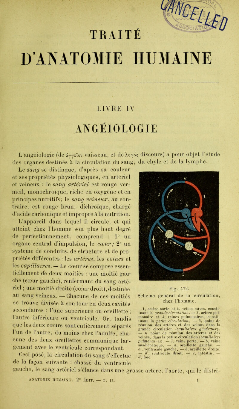 LIVRE IV ANGEIOLOGIE L’aiigéiologie (de vaisseau, et deXo^oç discours) a pour objet l’étude des organes destinés à la circulation du sang, du chyle et de la lymphe. Le mng se distingue, diaprés sa couleur et ses propriétés physiologiques, en artériel et veineux : le sang artériel est rouge ver- meil, monochroïque, riche en oxygène et en principes nutritifs; le sang veineux^ au con- traire, est rouge brun, dichroïque, chargé d’acide carbonique et impropre à la nutrition. L’appareil dans lequel il circule, et qui atteint chez l’homme son plus haut degré de perfectionnement, comprend ; 1'^ un organe central d’impulsion, le cœur ; 2° un système de conduits, de structure et de pro- priétés différentes : les artères^ les veines et les capillaires. — Le cœur se compose essen- tiellement dé deux moitiés : une moitié gau- che (cœur gauche), renfermant du sang arté- riel ; une moitié droite (cœur droit), destinée au sang veineux. — Chacune de ces moitiés se trouve divisée à son tour en deux cavités secondaires ; l’une supérieure ou oreillette ; l’autre inférieure ou ventricule. Or, tandis que les deux cœurs sont entièrement séparés 1 un de l’autre, du moins chez l’adulte, cha- cune des deux oreillettes communique lar- gement avec le ventricule correspondant. Ceci posé, la circulation du sang s’effectue de la façon suivante : chassé du ventricule gauche, le sang artériel s’élance dans une grosse artère Schéma général de la circulation, chez l’homme. I, artère aorte et 2, veines caves, consti- tuant la grande circulation. — 3, artère pul- monaire et 4, veines pulmonaires, consti- tuant la petite circulation. — 5, point de réunion des artères et des veines dans la grande circulation {capillaires généraux). — G, point de réunion des artères et des veines, dans la petite circulation {capillaires pulmonaires). — 7, veine porte, — 8, veine sus-liépatique. — a, oreillette gauche. — a'. ventricule gauche. — b, oreillette droite. — b\ ventricule droit. — c, intestin. — d. foie. 'aorte, qui le distri-