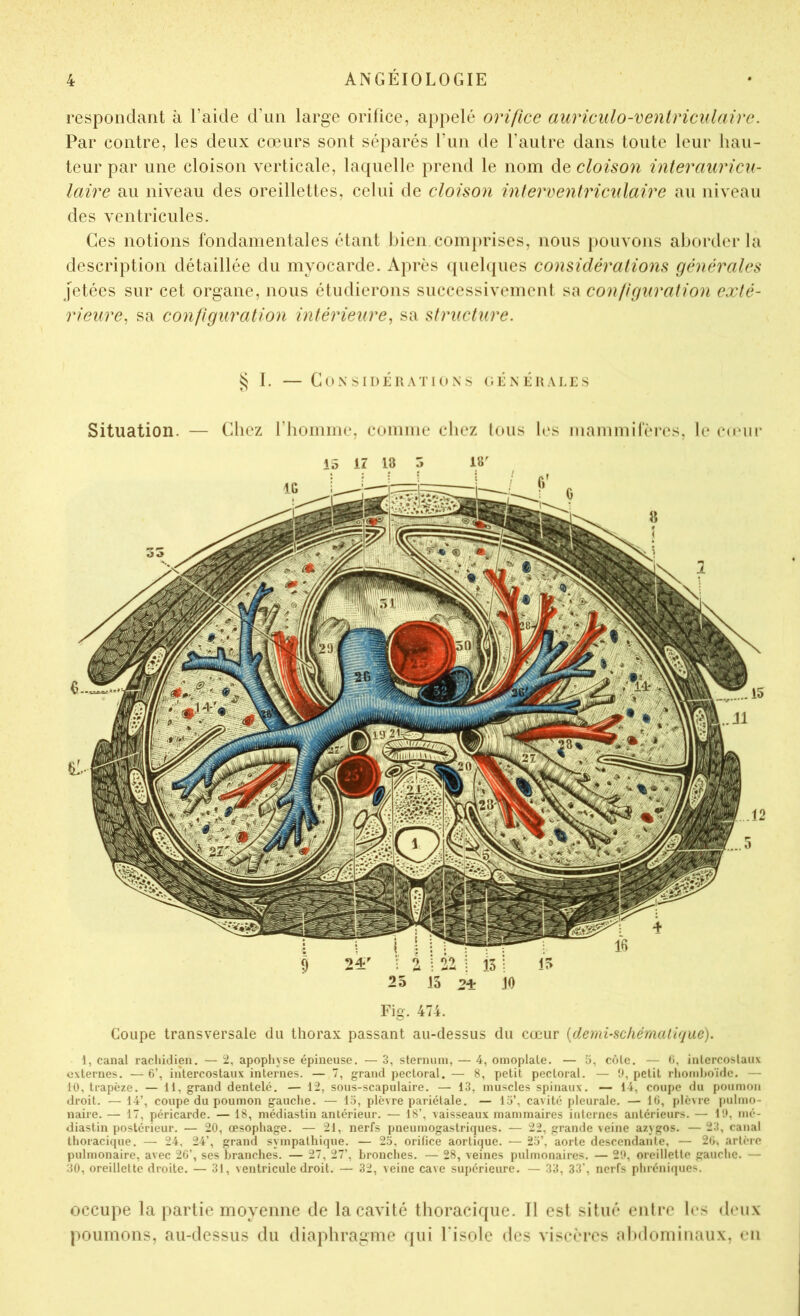 respoiiclant à l’aide d’im large orifice, appelé orifice auriculo-veniriciilaire. Par contre, les deux cœurs sont séparés l’iin de l’autre dans toute leur hau- teur par une cloison verticale, laquelle prend le nom de cloison interauricu- Iciire au niveau des oreillettes, celui de cloison interventriculaire au niveau des ventricules. Ces notions fondamentales étant bien comprises, nous pouvons aborder la description détaillée du myocarde. Après <[ueb{ues considérations générales jetées sur cet organe, nous étudierons successivement sa configuration exté- rieure^ sa configuration intérieure, sa structure. ^ 1. — Cn.N SIDÉllATIOXS (lé.NKUAI.LS Situation. — Chez l’bommc, comme chez tous h's mammifèia^s, le Cd'iir Fig. 474. Coupe transversale du thorax passant au-dessus du cœur {demi-scliémalit/ue). 1, canal racliiilien. — 2, apophyse épineuse. — 3, sternum, — 4, omoplate. — h, côle. — (i, inlercoslanx externes. — 6’, intercostaux internes. — 7, grand pectoral. — 8, petit pectoral. — 'J, petit rliomhoïdc. — 10, trapèze. — 11, grand dentelé. — 12, sous-scapulaire. — 13, muscles spinaux. — 14, coupe du poumon droit. — 14’, coupe du poumon gauche. — 1.4, plèvre pariétale. — 15’, cavité pleurale. — 16, plè\re [tulmo- naire. — 17, péricarde. — 18, médiastin antérieur. — 18’, vaisseaux mammaires internes antérieurs. — 1!>, mé- diastin postérieur. — 20, œsophage. — 21, nerfs pneumogastriques. — 22, grande veine az\gos. — 23, canal thoracique. — 24, 24’, grand sympathique. — 25, orifice aortique. — 25’, aorte descendante, — 26, artine pulmonaire, avec 26’, ses branches. — 27, 27’, bronches. — 28, veines pulmonaires. — 29, oreillette gauche. — 30, oreillette droite. — 31, ventricule droit. — 32, veine cave supérieure. — 33, 33', nerfs phréniques. occupe la partie moyenne de la cavité thoracique. Il est situé entre les deux poumons, au-dessus du diaphragme qui l'isole des viscères nlMlominaux, en