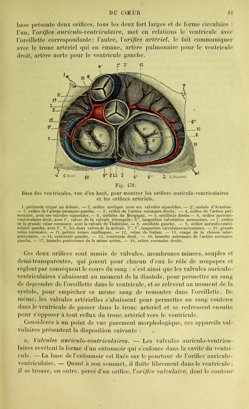 base présente deux orifices, tous les deux fort larges et de forme circulaire : l’un, Vorifice auriculo-ventriculaire, met en relations le ventricule avec l’oreillette correspondante; l’autre, Vorifice artériel, le fait communiquer avec le tronc artériel qui en émane, artère pulmonaire pour le ventricule droit, artère aorte pour le ventricule gauche. Fig. 478. Base des ventricules, vue d’en haut, pour montrer les orifices auriculo-ventriculaires et les orifices artériels. 1, péricarde érigné en dehors. —2, orifice aortique avec scs valvules sigmoïdes. — 2’, nodule d’Arantius. — 3, orifice de l’artère coronaire gauche. — 3’, orifice de l’artère coronaire droite. — 4, orifice de l’artèi’e pul- monaire, avec ses valvules sigmoïdes. — 4’, nodules de Morgagni. — 5, oreillette droite.— 6, orifice auriculo- venti’iculaire droit, avec 0’, valves de la valvule tricuspide; 6”, languettes valvulaires accessoires. — 7, orifice de la grande veine coronaii'e, avec la valvule de Tliébésius. — 8, oreillette gauche. — 9, orifice auriculo-ventri- eulaire gauche, avec 9’, 9’, les deux valves de la mitrale, 9”, 9”, languettes valvulaires accessoires. — 10, grande veine coronaire. — 11, petites veines cardiaques. — 12, veine de Galien. — 13, coupe de la cloison inter- auriculaire. — 14, ventricule gauche. — 15, ventricule droit. — 16, branche antérieure de l’artère coronaire gauche. — 17, branche postérieure de la meme artère. — 18, artère coronaire droite. Ces deux orifices sont munis de valvules, membranes minces, souples et demi-transparentes, qui jouent pour chacun d’eux le rôle de soupapes et règlent par conséquent le cours du sang : c’est ainsi que les valvules auriculo- ventriculaires s’abaissent au moment de la diastole, pour permettre au sang de descendre de l’oreillette dans le ventricule, et se relèvent au moment de la systole, pour empêcher ce même sang de remonter dans l’oreillette. De même, les valvules artérielles s’abaissent pour permettre au sang contenu dans le ventricule de passer dans le tronc artériel et se redressent ensuite pour s’opposer à tout reflux du tronc artériel vers le ventricule. Considérés à un point de vue purement morphologique, ces appareils val- vulaires présentent la disposition suivante : a. Valvules auriculo-ventriculaires, — Les valvules auriculo-ventricu- laires revêtent la forme d’un entonnoir qui s’enfonce dans la cavité du ventri- cule. — La base de l’entonnoir est fixée sur le pourtour de l’orifice auriculo- ventriculaire. — Quant à son sommét, il flotte librement dans le ventricule ; il se trouve, en outre, percé d’un orifice, Vorifice valmilaire, dont le contour