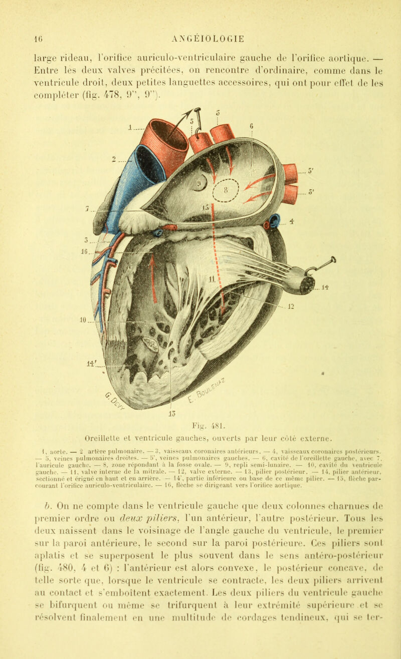 large rideau, Eorilice auriciilo-veiilriculaire gauche de l’orilice aorli([ue. — Entre les deux valves précitées, ou rencontre d’ordinaire, comme dans le ventricule droit, deux petites languettes accessoires, qui ont pour elïet de les compléter (fig. 478, 9”, 9”). Fi-. 481. Oreillette et ventricule gauches, ouverts par leur côté externe. 1, aorte. — i artère pulmonaire. —3, vaisseaux coronaires antérieurs. — 4, vaisseaux coronaires postérieurs. — O, veines pulmonaires droites. — 5’, veines pulmonaires gauches. — ü, cavité de l'oreillette gauche, avec T. l'auricule gaucho. — 8, zone répondant à la fosse ovale. — h, repli semi-lunaire. — 10, cavité du venti-icule gaucho. — 11, xalve interne de la mitrale. — 12, valve externe. — 13, pilier postérieur. — 14, pilier antérieur, sectionné et érigné on haut et en arrière. — 14’, partie inférieure ou base de ce même pilier. — lo, flèclie par- courant l'orifice anriculo-ventriculaire. — 10, flèche se dirigeant vers l’orifice aorticiue. b. On ne compte dans le ventricule gauche ([ue deux colonnes charnues de premier ordre ou deux piliers^ Tun antérieur, l’autre postérieur. Tous 1<‘S deux naissent dans le voisinage de l’angle gauche du ventricule, le jiremier sur la paroi antérieure, le second sur la paroi postérieure. Ces jiiliers sont aplatis et se sujierposent le plus souvent dans le sens antéro-postéiaeur (fig. 480, 4 et G) : l’antérieur est alors convexe, le postérieur concave, dr telle sorte que, lors({ue le ventricule se contracte, les deux piliers arrivent au contact et s’emhoîtent exactement. Les deux piliers du ventricule gauelie se hifurquent ou même se trilïirquent à leur extrémité supérieim* (9 se résolvent finalemeid en une multitude de eorflages tendineux, (pii sf‘ ter-