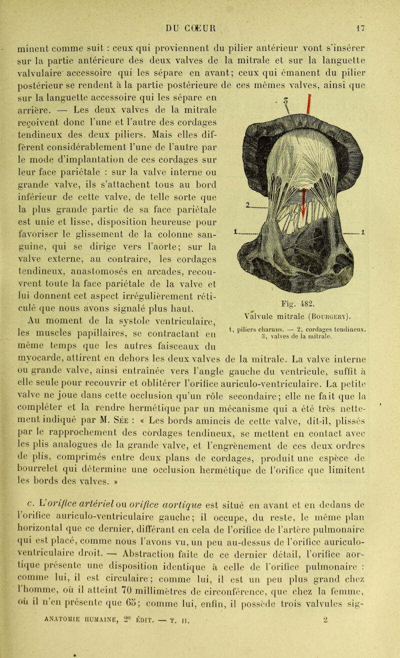 minent comme suit : ceux qui proviennent du pilier antérieur vont s’insérer sur la partie antérieure des deux valves de la mitrale et sur la languette valvulaire accessoire qui les sépare en avant; ceux qui émanent du pilier postérieur se rendent à la partie postérieure de ces mêmes valves, ainsi que sur la languette accessoire qui les sépare en arrière. — Les deux valves de la mitrale reçoivent donc l’ime et l’autre des cordages tendineux des deux piliers. Mais elles dif- fèrent considérablement Tune de l’autre par le mode d’implantation de ces cordages sur leur face pariétale : sur la valve interne ou grande valve, ils s’attachent tous au bord inférieur de cette valve, de telle sorte que la plus grande partie de sa face pariétale est unie et lisse, disposition heureuse pour favoriser le glissement de la colonne san- guine, qui se dirige vers l’aorte; sur la valve externe, au contraire, les cordages tendineux, anastomosés en arcades, recou- vrent toute la face pariétale de la valve et lui donnent cet aspect irrégulièrement réti- culé que nous avons signalé plus haut. Au moment de la systole ventriculaire, les muscles papillaires, se contractant en même temps que les autres faisceaux du myocarde, attirent en dehors les deux valves de la mitrale. La valve interne ou grande valve, ainsi entraînée vers l’angle gauche du ventricule, suffit à elle seule pour recouvrir et oblitérer l’orifice auriculo-ventriculaire. La petite valve ne joue dans cette occlusion qu’un rôle secondaire; elle ne fait que la compléter et la rendre hermétique par un mécanisme qui a été très nette- ment indiqué par M. Sée : « Les bords amincis de cette valve, dit-il, plissés par le rapprochement des cordages tendineux, se mettent en contact avec les plis analogues de la grande valve, et l’engrènement de ces deux ordres de plis, comprimés entre deux plans de cordages, produit une espèce de bourrelet qui détermine une occlusion hermétique de l’orifice que limitent les bords des valves. » Fig. 482. Valvule mitrale (Bourgeky). 1, piliers ciiarmis. — 2, cordages tendiaeux. 3, valves de la mitrale. 6‘. Vorifice artériel ou orifice aortique est situé en avant et en dedans de l’oriüce auriculo-ventriculaire gauche; il occupe, du reste, le même plan horizontal que ce dernier, différant en cela de l’orifice de l’artère pulmonaire qui est placé, comme nous l’avons vu, un peu au-dessus de l’orifice auriculo- ventriculaire droit. — Abstraction faite de ce dernier détail, l’orifice aor- tique présente une disposition identique à celle de l’orifice pulmonaire : comme lui, il est circulaire; comme lui, il est un peu plus grand chez 1 homme, oii il atteint 70 millimètres de circonférence, que chez la femme, où il n’en présente que G5; comme lui, enfin, il possède trois valvules sig- ANATOMIE HUMAINE, 2 ÉDIT. — T. II. 2