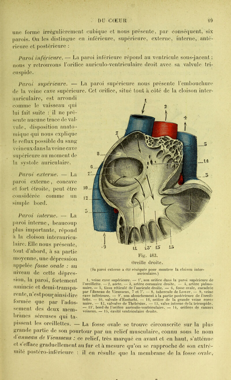 . DU CŒUR 10 mie forme irrégulièrement cubique et nous présente, par conséquent, six parois. On les distingue en inférieure, supérieure, externe, interne, anté- rieure et postérieure : Paroi inférieure. — La paroi inférieure répond au ventricule sous-jacent ; nous y retrouvons l’orifice auriculo-ventriculaire droit avec sa valvule tri- cuspide. Paroi supérieure. — La paroi supérieure nous présente remboucliure de la veine cave supérieure. Cet orifice, situé tout à côté de la cloison inter- auriculaire, est arrondi comme le vaisseau qui lui fait suite : il ne pré- sente aucune trace de val- vule, disposition anato- mique qui nous explique le rellux possible du sang veineux dans la veine cave supérieure au moment de la systole auriculaire. Paroi externe. — La paroi externe, concave et fort étroite, peut être considérée comme un simple liord. Paroi interne. — La paroi interne, beaucoup plus importante, répond à la cloison interauricu- laire. Elle nous présente, tout d’abord, à sa partie moyenne, une dépression appelée fosse ovale : au niveau de cette dépres- sion, la paroi, fortement amincie et demi-transpa- rente, n’estpoui; ainsi dire formée que par l’ados- sement des deux mem- branes séreuses qui ta- pissent les oreillettes. — La fosse ovale se trouve circonscrite sur la plus grande partie de son pourtour par un relief musculaire, connu sous le nom Panneau de Vieicssens : ce relief, très marqué en avant et en haut, s’atténu(‘ et s efface graduellement au fur et à mesure qu’on se rapproche de son extré- mitc post(‘ro-inférieure : il en résulte que la memlirane de la fosse ovale, Fig. 483. Oreille droite. (Sa paroi cxtorne a été réséquée pour montrer la cloison inler- auriculaire.) J, veine cave supérieure. — 1’, son orilice dans la paroi supérieure de l’oreillette. — ti, aorte. — 3, artère coronaire droite. — 4, artère pulmo- naire, — .'i, tissu réticule de l’auricule droite, — G, fosse ovale, encadrée par rdnneau de Vieussens, 7 et T. — 8, tubercule de Lower, — 9, veine cave inférieure, — 9’, son aboucliement à la partie postérieure de l’oreil- lette. — lü, valvule d’Eustaclii. — H, orifice de la grande veine coro- naire. — 1:1, valvulve de Thébésius. — 13, valve interne delà tricuspide, — 13’, bord de l’orifice auriculo-ventriculaire. — 14, orifices de canaux veineux.— l;'>, cavité ventriculaire droite.