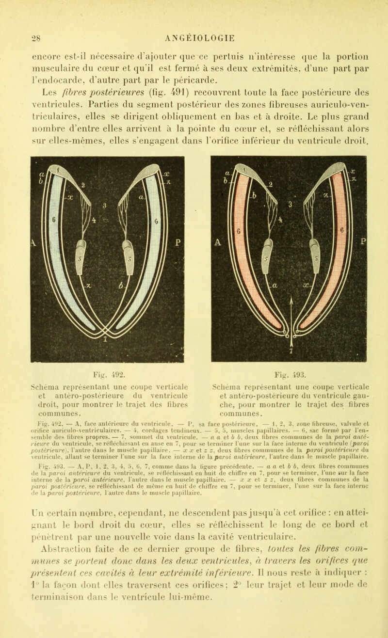 encore est-il nécessaire d’ajouter que ce pertuis n’intéresse ({ue la portion musculaire du cœur et qu'il est fermé à ses deux extrémités, d’une part par l’endocarde, d’autre part par le péricarde. Les fibres postérieures (fig. 491) recouvrent toute la face postérieure des ventricules. Parties du segment postérieur des zones fibreuses auriculo-ven- triculaires, elles se dirigent obliquement en bas et à droite. Le plus grand nombre d’entre elles arrivent à la pointe du cœur et, se rélléchissant alors sur elles-mêmes, elles s’engagent dans l’orifice inférieur du ventricule droit. l'i-. 492. Schéma représentant une coupe verticale et antéro-postérieure du ventricule droit, pour montrer le trajet des libres communes. Fig. 493. Schéma reiu’éscntant une coupe verticale et antéro-postérieure du ventricule gau- che, pour montrer le trajet des libres comm unes. Fi. 4'J2. —A, face antérieure du ventricule. — 1*, sa face postérieure. — 1,2, 3, zone libreuse, valvule et orifice auriculo-\entriculaircs. 1, cordages tendineux. — 5, 3, muscles papillaires. — 0, sac formé jtar l’en- semble des fibres propres. — 7, sommet du \entriculc. — a a et 6 6, deux fibres communes de la paroi anté- rieure du ventricule, se réflécbissant en anse en 7, pour se terminer l’une sur la face interne du ventricule {paroi postérieure), l’autre dans le muscle papillaire. — x x et z z, deux fibres communes de la paroi postérieure du xentricule, allant se terminer l'une sur la face interne de Id^paroi antérieure, l’autre dans le muscle papillaire. Fig. 493. — A, r*, 1,2, 3, 4, 3, G, 7, comme dans la ligure précédente. — a a et b b, deux fibres communes lie la paroi antérieure du ventricule, se réflécbissant en huit de cbilfre en 7, pour se terminer, l’une sur la face interne de la antérieure, l’autre dans le muscle papillaire. — x x et z z, deux fibres communes de la paroi postérieure, se réllécbissant de même en huit île cbilfre en 7, pour se terminer, l’une sur la face interne de la paroi postérieure, 1 autre dans le muscle i)apillairc. Lu certain iiQnibre, cc}teiKlaiit, ne descendent pas jusqu’à cet orifice : en attei- gnant le bord droit du cœuir, elles se rélléchissent le long de ce bord et pénètrent par une nouvelle voie dans la cavité ventriculaire. Abstraction faite de ce dernier groupe de fibres, toutes les fibres com- munes se portent donc dans les deux ventricules^ à travers les orifices que présentent ces cavités à leur extrémité inférieure. Il nous reste à indicpirr : 1 ' la faoon dont elles traversent ces orifices; leur trajet et leur mode de terminaison dans le ventricule lui-nième.