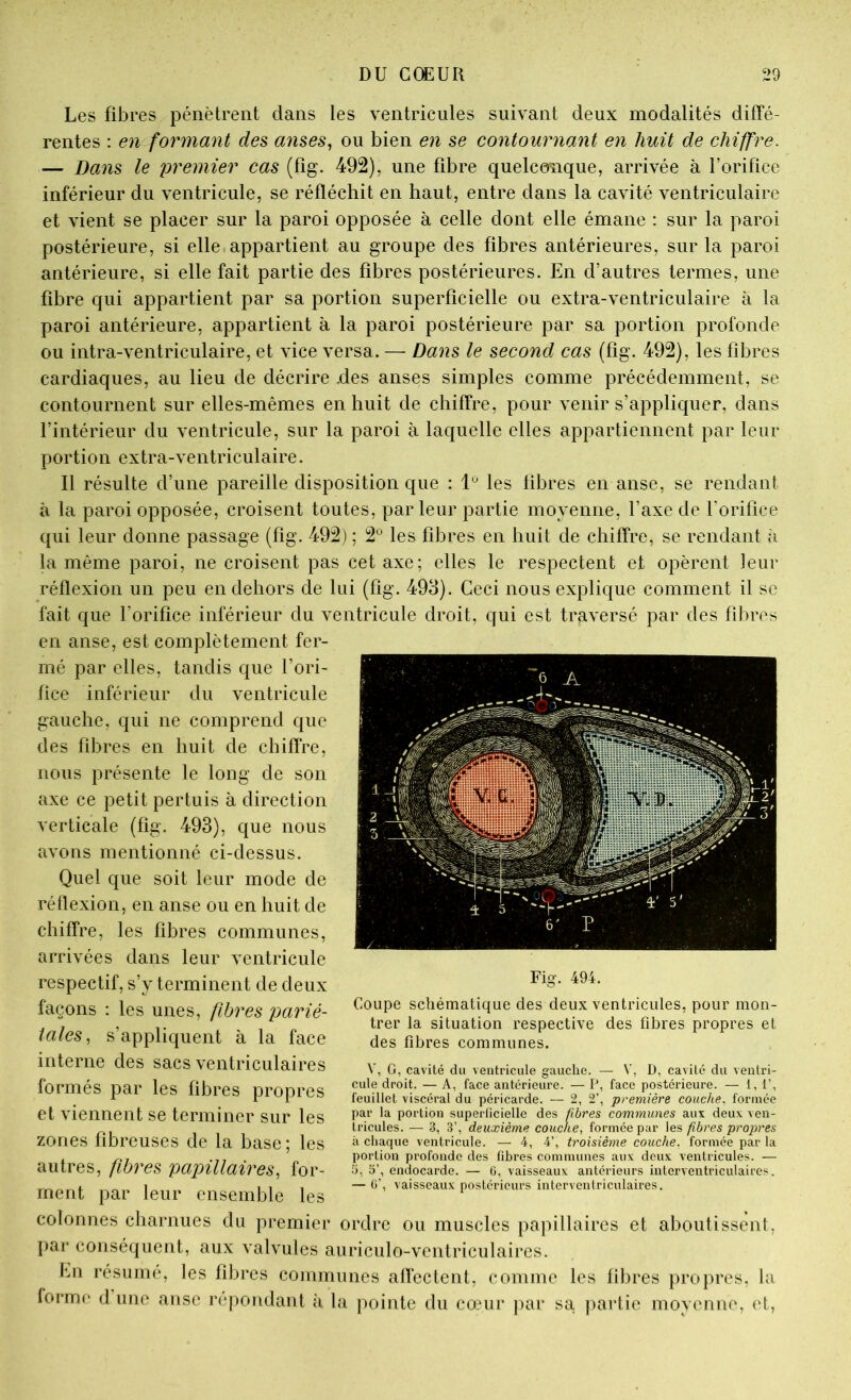 Les fibres pénètrent dans les ventricules suivant deux modalités diffé- rentes : en formant des anses^ ou bien en se contournant en huit de chiffre. — Dans le premier cas (fig. 492), une fibre quelcmique, arrivée à l’orifice inférieur du ventricule, se réfléchit en haut, entre dans la cavité ventriculaire et vient se placer sur la paroi opposée à celle dont elle émane ; sur la paroi postérieure, si elle,appartient au groupe des fibres antérieures, sur la paroi antérieure, si elle fait partie des fibres postérieures. En d’autres termes, une fibre qui appartient par sa portion superficielle ou extra-ventriculaire à la paroi antérieure, appartient à la paroi postérieure par sa portion profonde ou intra-ventriculaire, et vice versa. — Dans le second cas (fig. 492), les fibres cardiaques, au lieu de décrire .des anses simples comme précédemment, se contournent sur elles-mêmes en huit de chiffre, pour venir s’appliquer, dans l’intérieur du ventricule, sur la paroi à laquelle elles appartiennent par leur portion extra-ventriculaire. Il résulte d’une pareille disposition que : 1* les fibres en anse, se rendant à la paroi opposée, croisent toutes, parleur partie moyenne, l’axe de l’orifice qui leur donne passage (fig. 492) ; 2° les fibres en huit de chiffre, se rendant à la même paroi, ne croisent pas cet axe; elles le respectent et opèrent leur réflexion un peu en dehors de lui (fig. 493). Ceci nous explique comment il se fait que l’orifice inférieur du ventricule droit, qui est traversé par des fibres en anse, est complètement fer- mé par elles, tandis que l’ori- fice inférieur du ventricule gauche, qui ne comprend que des fibres en huit de chiffre, nous présente le long de son axe ce petit pertuis à direction verticale (fig. 493), que nous avons mentionné ci-dessus. Quel que soit leur mode de réflexion, en anse ou en huit de chiffre, les fibres communes, arrivées dans leur ventricule respectif, s’y terminent de deux façons : les unes, fibres parié- tales, s’appliquent à la face interne des sacs ventriculaires formés par les fibres propres et viennent se terminer sur les zones fibreuses de la base; les autres, fibres papillaires, for- ment par leur ensemble les colonnes charnues du premier ordre ou muscles papillaires et aboutissent, j)ar conséquent, aux valvules auriculo-ventriculaires. En résume, les fibres communes affectent, comme les fibres propres, la (orme d une anse répondant à la pointe du cœur ])ar sa ])artie moyenne, et. Fig. 494. Coupe schématique des deux ventricules, pour mon- trer la situation respective des fibres propres et des fibres communes. V, G, cavité du ventricule gauche. — V, D, cavité du ventri- cule droit. — A, face antérieure. — P, face postérieure. — 1, 1’, feuillet viscéral du péricarde. — 2, 2’, première couche, formée par la portion superlicielle des fibres communes aux deux ven- tricules. — 3, 3’, deuxième couche, formée par les fibres propres à chaque ventricule. — 4, 4’, troisième couche, formée par la portion profonde des fibres communes aux deux ventricules. — 5, 5’, endocarde. — 0, vaisseaux antérieurs interventriculaires. — 0’, vaisseaux postérieurs interventriculaires.