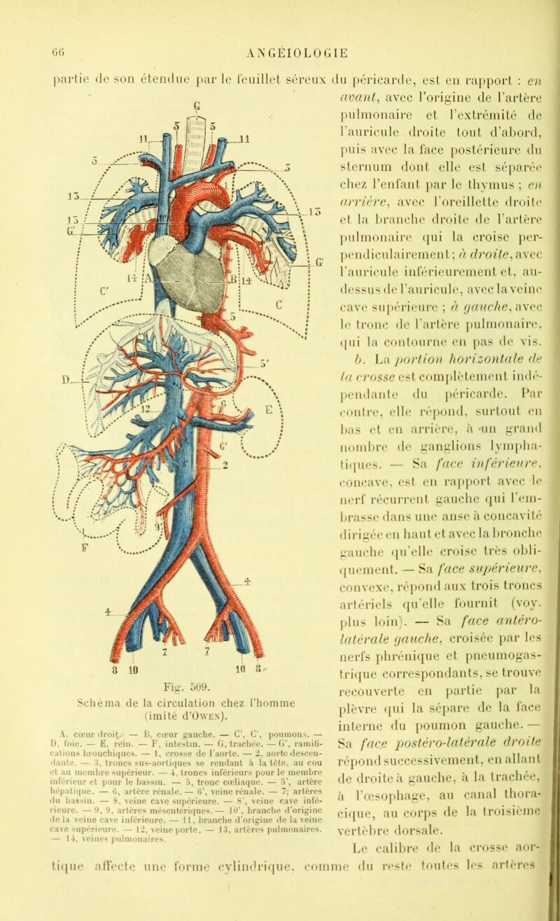 partie de son étendue par le teuillet séreux du péricarde, est en rapport : en avants avec l’origine de l’artère pulmonaire et l’extrémité de Fauricule droite tout d’abord, puis avec la lace postérieure du sternum dont elle est séparée chez reniant par le thymus ; en arrière, avec l’oreillette <lroite et la branche droite de l’artère ])ulmonaire qui la croise per- pendiculairement; (f droite, ixxQQ. l’auricule iid’érieurement et, au- dessus de l’auricule, avec laveine cave supérieure ; èi gauche, iwrr le (l’onc de l’artère pulmonaire, (|ui la contourne en pas de vis. /y. La portion horizontale de ta crosse est complètement indé- j)cndante du |)éricarde. Par Fig. o09. Schéma de la circulation chez l’homme (imité d’OwE.N). A. cœur «Iroit. — Lt, cœur gauche. — G’, G’, poumons. — I), foie. — Ë, rein. — F, intestin. — G, traclicc. — G’, ramifi- cations bronchiques. — 1, crosse de l’aorte. — 2, aorte descen- dante. — 3, troncs sus-aortiques se rendant à la tète, au cou et au membre supérieur. — 4. troncs inférieurs pour le membre inférieur et pour le bassin. — o, tronc cœliaque. — 5’, artère hépatique. — 6, artère rénale. — ü\ veine rénale. — 7, artères du bassin. — 8, veine cave supérieure. — 8’, veine cave infé- rieure. — 0, 9, artères mésentériques.— 10’, branche d’origine de la veine cave inférieure. — 11, branche d’origine de laveine cave supérieure. — 12, veine porte. — 13, artères pulmonaires. — 14, veines pulmonaires. bas et en arrière, à 'iiii grand noniltre de ganglions lympba- ti(iiies. — Sa face inférieure, concave, est en rapport avec le lier!' récurrent gauche (pii l’em- brasse dans une anse à concavité dirigée en haut et avec la lironchc gauche ([u’elle croise très obli- ((uement. — Sa face supérieure, convexe, répond aux trois troncs artériels qu’elle iburnit (voy. plus loin). — Sa face antéro- latérale gauche, croisée par les nerfs phrénique et pneumogas- tri([ue correspondants, se trouve recouverte en partie par la plèvre ([ui la scqiare de la face J interne du poumon gauche. — S Sa face postéro-latérale droite répond successivement, en allantr de droite à gauche, à la trachée, à l’œsophage, au canal thora-L cique, au corps de la troisièmet] vertèbre dorsale. îS Le calibre de la crosse aor-'** me du rcst(* (mites les artères