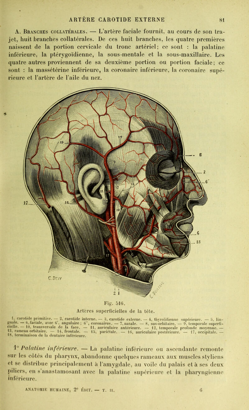 A. Branches collatérales. — L’artère faciale fournit, au cours de son tra- jet, huit branches collatérales. De ces huit branches, les quatre premières naissent de la portion cervicale du tronc artériel; ce sont : la palatine inférieure, la ptérygoïdienne, la sous-mentale et la sous-maxillaire. Les quatre autres proviennent de sa deuxième portion ou portion faciale; ce sont : la massétérine inférieure, la coronaire inférieure, la coronaire supé- rieure et l’artère de l’aile du nez. Fig. 516. Artères superficielles de la tête. 1, ciu'oUde primiUvo. — 2, carotide interne. — 3, carotide externe. — 4, thyroïdienne supérieure. — 5, lin- gua e. tj, faciale, avec ü’, angulaire; ü”, coronaires. — 7, nasale. — 8, sus-orbitaire. — 0, temporale superli- cielle. 10, transversale de la face. — 11, auriculaire antérieure. — 12, temporale profonde moyenne. — 1.y rameau orbitaire. — Kp frontale. — la, pariétale. — 10, auriculaire postérieure. — 17, occipitale. — 18, terminaison de la dentaire inférieure. 1' Palatine inférieure. — La palatine inférieure ou ascendante remonte sur les côtés du pharynx, abandonne quelques rameaux aux muscles styliens et se distriliue principalement à l’amygdale, au voile du palais et à ses deux piliers, en s’anastamosant avec la palatine supérieure et la pharyngienne inférieure. 6 ANATOMIK humaine, 2*^ EDIT. — T. II.