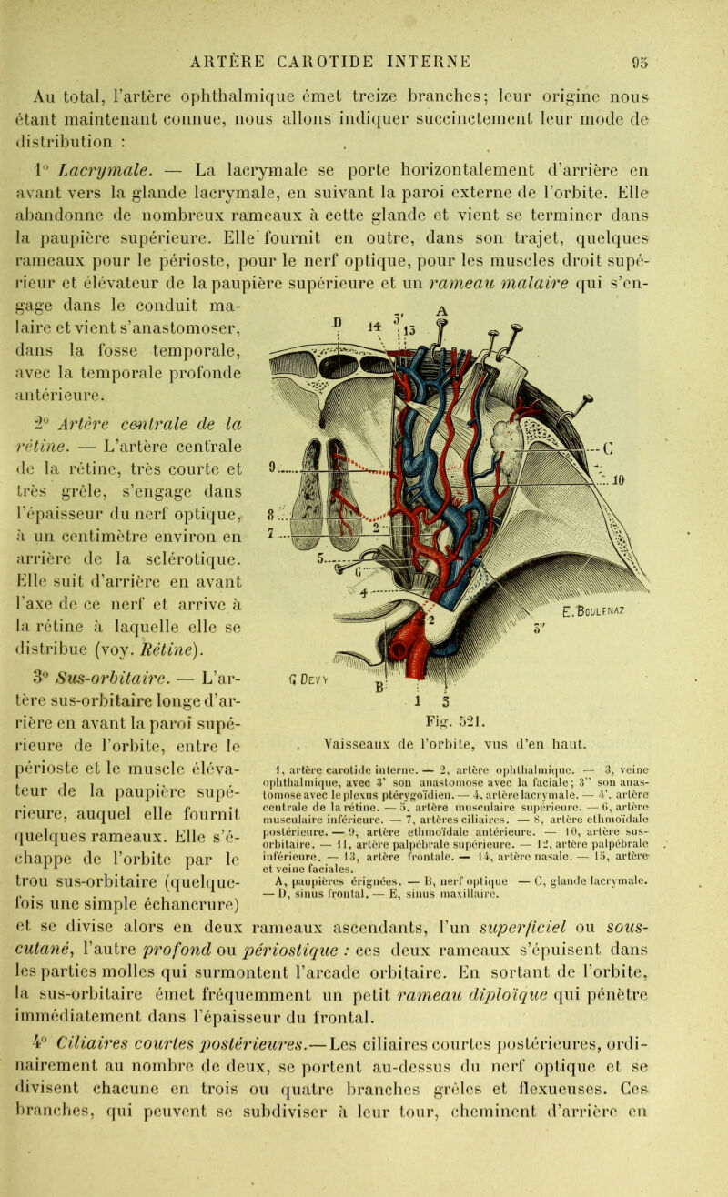 Au total, l’artère ophthalmique émet treize branches; leur origine nous étant maintenant connue, nous allons indiquer succinctement leur mode de distribution : T^ Lacrymale. — La lacrymale se porte horizontalement d’arrière en avant vers la glande lacrymale, en suivant la paroi externe de l’orbite. Elle abandonne de nombreux rameaux à cette glande et vient se terminer dans la paupière supérieure. Elle fournit en outre, dans son trajet, quelques rameaux pour le périoste, pour le nerf optique, pour les muscles droit supé- rieur et élévateur de la paupière supérieure et un rameau malaire qui s’en- gage dans le conduit ma- laire et vient s’anastomoser, dans la fosse temporale, avec la temporale profonde antérieure. Artère ce-^2traie de la rétine. — L’artère centrale de la rétine, très courte et très grêle, s’engage dans l’épaisseur du nerf optique, à un centimètre environ en arrière de la sclérotique. Elle suit d’arrière en avant l’axe de ce nerf et arrive à la rétine à laquelle elle se distribue (voy. Rétine). 3*^ Sus-orbitaire. — L’ar- tère sus-orbitaire longe d’ar- rière en avant la paroi supé- rieure de l’orbite, entre le périoste et le muscle éléva- teur de la paupière supé- rieure, auquel elle fournit quelques rameaux. Elle s’é- chappe de l’orbite par le trou sus-orbitaire (quelque- fois une simple échancrure) et se divise alors en deux rameaux ascendants, l’un superficiel ou sous- cutané, l’autre profo7id ou péiàostique : ces deux rameaux s’épuisent dans les parties molles qui surmontent l’arcade orbitaire. En sortant de l’orbite, la sus-orbitaire émet fréquemment un petit rameau diploïque qui pénètre immédiatement dans l’épaisseur du frontal. 4^ CAliaires coiwtes postéiàeures.—Les ciliaires courtes postérieures, ordi- nairement au nombre de deux, se portent au-dessus du nerf optique et se divisent chacune en trois ou quatre branches grêles et flexueuses. Ces hranches, qui peuvent se subdiviser h leur tour, cheminent d’arrière en Q Devv 1 3 Fi.!?. 521. Vaisseaux de l’orbite, vus d’en haut. 1, artère carolidc interne.— 2, artère oplillialmique. — 3, veine ophthalmique, avec 3’ son anastomose avec la faciale ; 3” son anas- tomose avec le plexus ptérygoïdien. — 4, artère lacrymale. — 4’. artère centrale de la rétine. —a, artère musculaire supérieure. —(j, artère musculaire inférieure. — 7, artères ciliaires. — 8, artère ethmoïdale j)Ostérieure. — !), artère ethmo'idale antérieure. — 10, artère sus- orbitaire. — 11, artère palpébrale supérieure. — lii, artère palpébrale inférieure. — 13, artère frontale. — 14, artère nasale. ■— 15, artère et veine faciales. A, paupières érignées. — B, nerf optique — C, glande lacrymale. — 1), sinus frontal. — E, sinus maxillaire.