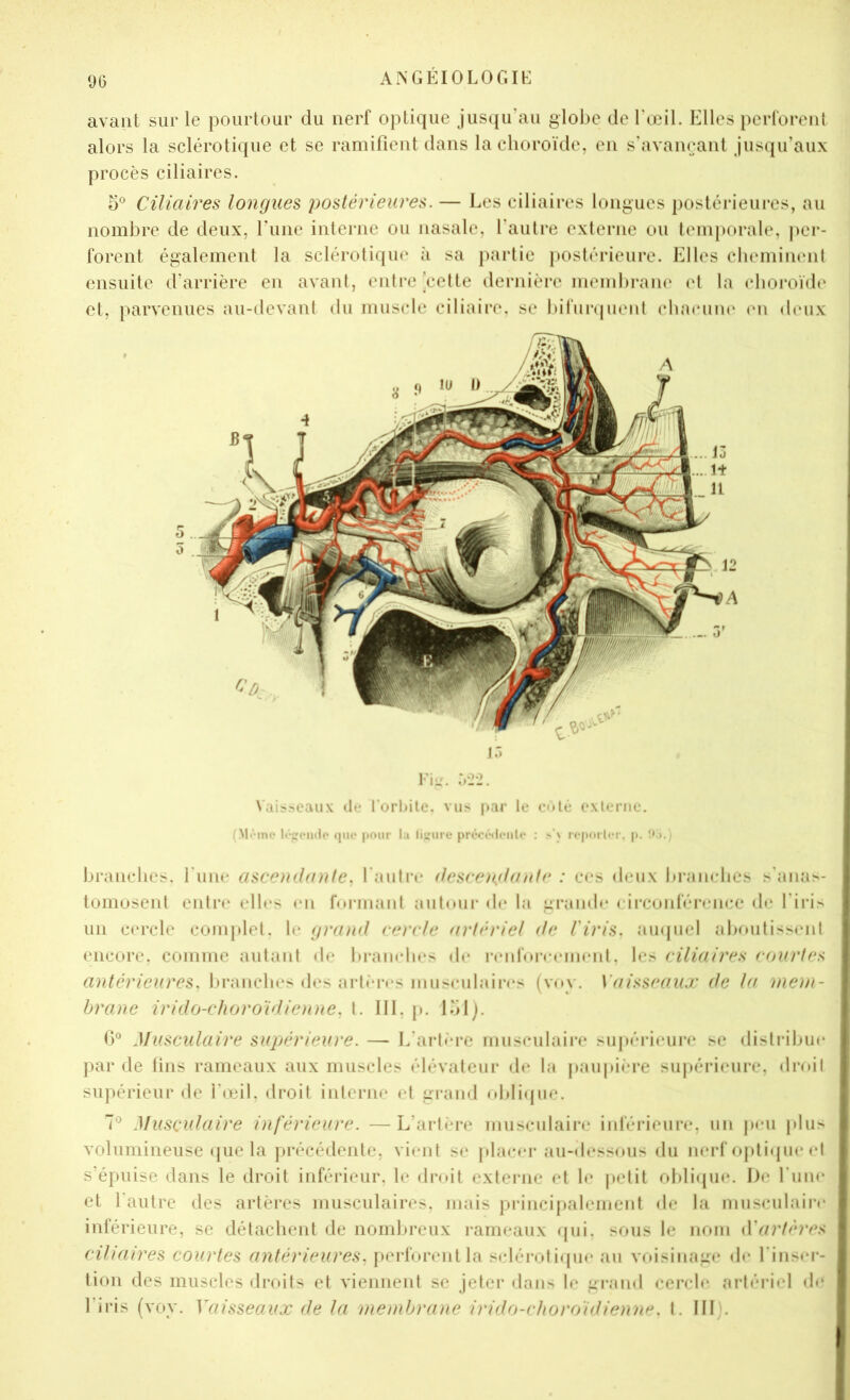 9G avant sur le pourtour du nerf optique jusqu’au globe de l'œil. Elles })erforent alors la sclérotique et se ramifient dans la choroïde, en s’avançant jusqu’aux procès ciliaires. 5® Ciliaires longues postérieures. — Les ciliaires longues postérieures, au nombre de deux, l’une interne ou nasale, l’autre externe ou temporale, |)er- forent également la sclérotique à sa partie postérieure. Elles chemimmt ensuite d’arrière en avanl, enli-ee*elte dernière membram' et la choroïde* et, parvenues au-devant du muscle ciliaire, se bifurepienl cbae-mu' (*n deux ir. Fi-, .vj-2. Nai>>caiix île l'orbilc. vus par le cUé e.\leriie. (M<‘ine Ireeinlp (jiit* |M>ur la liïiirc précOloiilo : .’i rc[ioi lci-, p. branches, fiine ascouhnite. l'autre (Icsreiolanir : c<*s deux bi’anelies s'anas- tomosent enln* elles en fnrmaiit aulmir de l;i grande eirconféi’cnce de l'iris un c»*rcle complet, le grand cercle artériel de l'iris, auquel aboutiss(‘nl encore, comme autant de braiiebes de renbuvrinenl, les ciliaire.s courtes antérieures. In-ancbes des arlèi-cs nmseulaires (vnv. Vaisseaux de la mem- brane irido-choro'irliouie. \. 111, p. l'ilj. G° Musculaire supérieure. — L’artère musculaii-e sujiérieure se distiMbue par de lins rameaux aux muscles élévateur de la pau|>ière supérieure, droit supérieur de l’œil, droit interne et gi*and oblique. 7® Musculaire inférieure. —L’artère iniisculain* inférieure, un peu plus volumineuse que la ju’écédente, vimit se placer au-dessous du nerf optique et s’épuise dans le droit inférieur, le droit externe et le |»etit oblique. De l'une et l’autre des artères musculaires, mais princijialeinent de la niusculaii’e inférieure, se détachent de nombreux rameaux qui. sous le nom yVartères ciliaires courtes antérieures, perforent la seléi-of iipie au voisinage de l'inser- tion des muscles droits et viennent se jeter dans le gi-and cercle artériel de