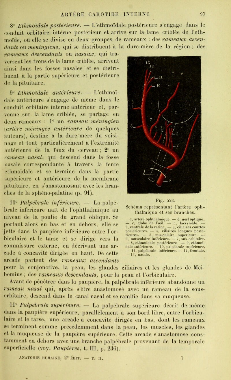 Ethmoïdale postérieure. — L’ethmoïdale postérieure s’engage dans le conduit orbitaire interne postérieur et arrive sur la lame criblée de Teth- inoïde, où elle se divise en deux groupes de rameaux : des rameaux ascen- dants ou méningiens^ qui se distribuent à la dure-mère de la région ; des rameaux descendants ou nasaux, qui tra- versent les trous de la lame criblée, arrivent ainsi dans les fosses nasales et se distri- buent à la partie supérieure et postérieure de la pituitaire. 9*^ Ethmoïdale antérieure. — L’ethmoï- dale antérieure s’engage de même dans le conduit orbitaire interne antérieur et, par- venue sur la lame criblée, se partage en deux rameaux : 1*^ un rameau méningien [artère méningée antérieure de quelques auteurs), destiné à la dure-mère du voisi- nage et tout particulièrement à l’extrémité antérieure de la faux du cerveau ; 2° un rameau nasal, qui descend dans la fosse nasale correspondante à travers la fente ethmoïdale et se termine dans la partie supérieure et antérieure de la membrane pituitaire, en s’anastomosant avec les bran- ches de la sphéno-palatine (p. 91). 10^^ Palpébrale inférieure. — La palpé- brale inférieure naît de rophthalmique au niveau de la poulie du grand oblique. Se portant alors en bas et en dehors, elle se jette dans la paupière inférieure entre l’or- biculaire et le tarse et se dirige vers la commissure externe, en décrivant une ar- cade à concavité dirigée en haut. De cette arcade partent des rameaux ascendants pour la conjonctive, la peau, les glandes ciliaires et les glandes de Mei- bomius ; des rameaux descendants, pour la peau et l’orbiculaire. Avant de pénétrer dans la paupière, la palpébrale inférieure abandonne un rameau nasal qui, après s’être anastomosé avec un rameau de la sous- orbitaire, descend dans le canal nasal et se ramifie dans sa muqueuse. Fig. 523. Schéma représentant l’artère oph- thalmiqne et ses branches. a, uflère opiitlialmique. — 6, nerf optique. — c, globe (le l’ccil. — 1, lacrymale. — centrale de la rétine. — .3, ciliaires courtes postérieures. — i, ciliaires longues posté- rieures. — 5, musculaire supérieure. — ü, musculaire intérieure. — 7, sus-orbitaire. — 8, etiimoïdale postérieure. — b, ethmoï- dalc antérieure. — 10, palpébrale supérieure. — 11, palpébrale inférieure.— 12, frontale. — 13, nasale. Palpébrale supérieure. — La palpébrale supérieure décrit de même dans la paupière supérieure, parallèlement à son bord libre, entre l’orbicu- laire et le tarse, une arcade à concavité dirigée en bas, dont les rameaux SC terminent comme précédemment dans la peau, les muscles, les glandes et la muqueuse de la paupière supérieure. Cette arcade s’anastomose cons- tamment en dehors avec une branche palpébrale provenant de la temporale supcrliciclle (voy. Paupières, t. III, p. 2d()). ANATOMIE HUMAINE, 2® EDIT. — T. II. l