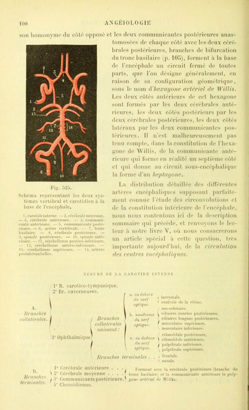 .. ’4 ' son homonyme du coté opposé et les deux communicantes postérieures anas- tomosées de chaque coté avec les deux céré- brales postérieures, branches de hirurcation du Ironc basilaire (p. 105), rorment à la base de rcncépbalc un circuit fermé de toutes parts, (|ue l’on désigne généralement, en raison de sa coidiguration géomélriquc, sous le nom d'hexagone artériel de Willis. Les deux côtés antérieurs de cet hexagone sont formés par les deux cérébrales anté- rieures, les deux colés postérieurs par les deux cérébrales postérieures, les deux côlés latéraux par les deux communicantes pos- térieures. 11 n’('st malbeureuseimmt [)as tenu comi>te, dans la conslituli(»n de l’hcxa- gone de Willis, de la communicante anté- rieure (pii forme en réalité un s(‘ptièmc côté et ([ui donne au circuit S(jus-cncéj»bali(pic la forme d'un heptagone. La disli’ilmtion détaillée des dilïerentes artères (mcéplialiipies suj»posant parfaite- ment connue l’étude des circonvolutions et d(‘ la constitution intérieure de l’encéphale, nous nous contentons ici de la desci‘i})ti(»n sommaire (|ui précède, et renvoyons le lec- teur à notre livre V, oii nrms consacrerons un article spécial h cette (juestion, très importante aujourd’hui, de la circulation des centres encépjhaligues. WÎ ^ .1-5 j - 9 y Fig. 525. Schéma représentant les deux sys- tèmes vertébral et carotidien à la base de l’encéphale. 1, carotide interne. —fî, cérébrale moyenne. — 3, cérébrale antérieure. — 4. communi- cante antérieure. — 5, communicaule posté- rieure. — 0, artère vertébrale. ■— 7, troue basilaire. — 8, cérébrale ])Ostérieure. — 11, spinale postérieure. — 10, spinale anté- rieure. — 11, cérébelleuse yiostéro-iul'érieure. — IJ, cérébelleuse antéro-inférieure. — 1.3, cérébelleuse supérieure. — 1 i, artères protubérantielles. RÉSUMÉ DE L.\ C R O T I D E I .N T E R X E A. Branches collatérales. 1° R. carotico-tympaniqiie. 2° Br. caverneuses. 3° Ophthalmique / i \ Branches collatérales naissant : a. en dehors du nerf optique. b. au-dessus du nerf optique. c. en dedans du nerf optique. Branches terminales . . \ lacrymale. ( centrale de la rétine. ^ sus-orbitaire. ^ ciliaires courtes postérieures-. < ciliaires longues postérieures. f musculaire supérieure. musculaire inférieure. ' etiimoïdale postérieure, S etiimoïdale antérieure. I palpébrale inférieure. \ palpébrale suyiérieure. , frontale. ' nasale. B. Branches terminales. 1® Cérébrale antérieure . • • i Forment avec la cérébrale postérieure (brandie du S 2® Cérébrale moyenne .... tronc basilaire) et la communicante antérieure le pohj- ! 3° Communicante postérieure. ^ gone artériel de WiUis. 4® Choroïdienne.