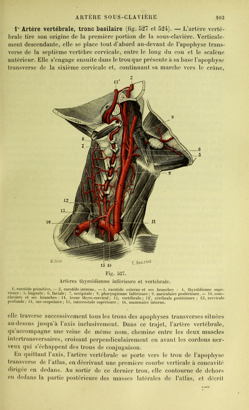 Artère vertébrale, tronc basilaire (fig. 527 et 524). — L’artère verté- brale tire son origine de la première portion .de la sous-clavière. Verticale- ment descendante, elle se place tout d’abord au-devant de l’apophyse trans- verse de la septième vertèbre cervicale, entre le long du cou et le scalène antérieur. Elle s’engage ensuite dans le trou que présente à sa base l’apophyse transverse de la sixième cervicale et, continuant sa marche vers le crâne, Fig. 527. Artères thyroïdienne inférieure et vertébrale. 1, cai'oLidu piïmitive. — 2, carotide interne. —carotide externe et ses brandies : 4, thyroïdienne supé- rieure; 5, linguale ; G, faciale; 7, occi[)italc; 8, pharyngienne inférieure ; 9, auriculaire postérieure,— 10, sous- clavière et ses brandies : H, tronc lliyro-cervical ; 12, vertébrale; 12’, cérébrale postérieure; 13, cervicale profonde; 14, sus-scapulaire; 15, intercostale supérieure ; IG, mammaire interne. elle traverse successivement tous les trous des apophyses transverses situées au-dessus jusqu’à l’axis inclusivement. Dans ce trajet, l’artère vertébrale, qu’accompagne une veine de même nom, chemine entre les deux muscles intertransversaires, croisant perpendiculairement en avant les cordons ner- veux qui s’échappent des trous de conjugaison. Lu quittant l’axis, l’artère vertébrale se porte vers le trou de l’apophyse traiisverse de l’atlas, en décrivant une première courbe verticale à concavité dirig(!e en dedans. Au sortir de ce dernier trou, elle contourne de dehors eu dedans la [>arlie postérieure des masses latérales de l’atlas, et décrit