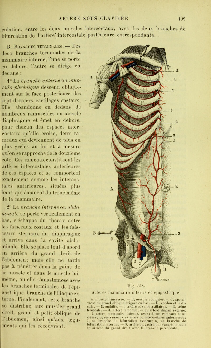 culation, entre les deux muscles intercostaux, avec les deux branches de bifurcation de l’artère] intercostale postérieure correspondante. B. Branches terminales.— Des deux branches terminales de la mammaire interne, Tune se porte en dehors, l’autre se dirige en dedans : 'P La branche externe ou mus- culo-phrénique descend oblique- ment sur la face postérieure des sept derniers cartilages costaux. Elle abandonne en dedans de nombreux ramuscules au muscle diaphragme et émet en dehors, pour chacun des espaces inter- costaux qu’elle croise, deux ra- meaux qui deviennent de plus en plus grêles au fur et à mesure qu’on se rapproche de la douzième côte. Ces rameaux constituent les artères intercostales antérieures de ces espaces et se comportent exactement comme les intercos- tales antérieures, situées plus haut, qui émanent du tronc même de la mammaire. La branche interne ou abdo- minale se porte verticalement en bas, s'échappe du thorax entre les faisceaux costaux et les fais- ceaux sternaux du diaphragme et arrive dans la cavité abdo- minale. Elle se place tout d’abord en arrière du grand droit de l’abdomen; mais elle ne tarde pas il i)énétrer dans la gaine de ce muscle et dans le muscle lui- mèrne, où elle s’anastomose avec les branches terminales de l’épi- gastrique, branche de l’iliaijue ex- terne. Finalement, cette branche se distribue aux muscles grand droit, grand et petit oblique de l’abdomen, ainsi qu’aux tégu- ments qui les recouvrent. Fig. 528. Artères mammaire interne et épigastrique. A, muscle Iransvcrsc. — R, muscle couturier. — C, aponé- vrose (lu faraud obli([ue (h’igiice en bas. — I), cordon et testi- cule. — H, ombilic. — I, artère et veine axillaires. — 2, veine rémorale. — 3, artère l'émorale. — 3’, artère ilia(|uc externe. — i, artère mammaire interne, avec : ses rameaux anté- rieurs; (i, ses rameaux externes ou intercostales antérieures; 7, sa branche de bifurcation externe; H, sa branche de bifurcation interne. — !», artère épigastririue, s’anastomosant en arrière du grand droit avec la In-anciie i)récédente.