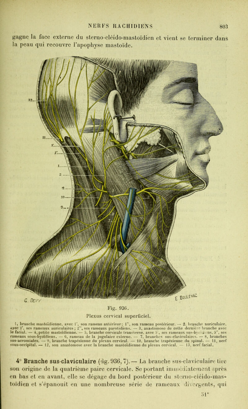 gagne la face externe du sterno-cléido-mastoïdien et vient se terminer dans la peau qui recouvre l’apophyse mastoïde. Fig. 936. Plexus cervical superficiel. 1, brandie mastoïdienne, avec 1’, son rameau antérieur; 1”, son rameau postérieur. — 2, Jnaudie auriculaire, ayec 'i\ ses rameaux auriculaires; i”, ses rameaux parotidiens. — 3, anastomose de cette dernière branche avec le facial. — 4, petite mastoïdienne. — o, branche cervicale transverse, avec .3', ses rameaux sus-hji>ï4' ns, 5”, ses rameaux sous-hyoïdiens. — C, rameau de la jugulaire externe. — 7, branches sus-claviculaires. — 8, branches sus-acromiales. — !), branche trapézienne du plexus cervical. — 10, branche trapézienne du spinal. — il, nerf sous-occipital,— 12, son anastomose avec la branche mastoïdienne du plexus cervical. — 13, nerf facial. 4 Branche sus-claviculaire (dg. 936,7).— La branche sns-claviculaire tire sou origine de la quatrième paire cervicale. Se portant imtn<'diatcnient nprès en bas et en avant, elle se dégage du bord postérieur du sterno-cléidu-mas' toïdien et s’épanouit en une nombreuse série de rameaux li\crgents, qui :;i