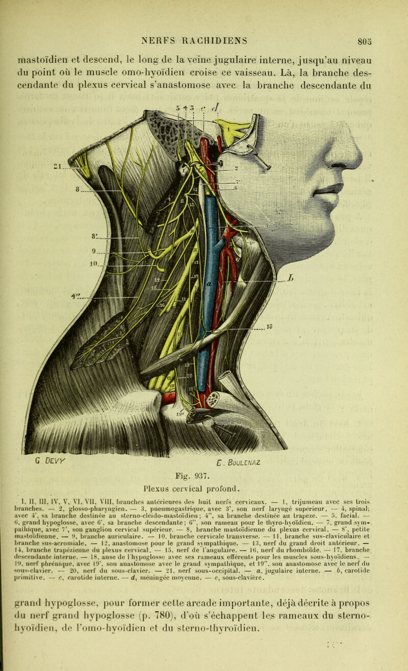 mastoïdien et descend, le long de la veine jugulaire interne, jusqu’au niveau du point où le muscle omo-hyoïdien croise ce vaisseau. Là, la branche des- cendante du plexus cervical s’anastomose avec la branche descendante du Plexus cervical profond. I. II, III. IV, V, VI, VII, VIII, branches anléi’ieures des huit nerfs cervicaux. — 1, trijumeau avec ses trois branches. — i, losso-pharyng-ien. — 3, pneumogastrique, avec 3’, son nerf laryngé supérieur. — 4, spinal, a\ec 4’, sa branche destinée au sterno-cléido-mastoïdien; 4”, sa branche destinée au trapèze. — o, facial. — «i, grand hypoglosse, avec 6’, sa branche descendante; G”, son rameau pour le tbyro-hyoïdien. — 7, grand sym- pathique, avec 7’, son ganglion cervical supérieur. — 8, branche mastoïdienne du plexus cervical. — 8’, petite mastoïdienne. — G, branche auriculaire. —• 10, branche cervicale transverse. — 11, branche sus-ciaviculaire et branche sus-acromiale. — I J, anastomose pour le grand sympathique. — 13, nerf du grand droit antérieur. — 14, branche trapézienne du plexus cervical. — 15. nerf de l’angulaire. — IG, nerf du rhomboïde. — 17, branche descendante interne. — 18, anse de 1 hypoglosse avec ses rameaux efférents pour les muscles sous-hyoïdiens. — IG, nerf phrcnicjue, avec 10’. son anastomose avec le grand sympathique, et 19”, son anastomose avec le nerf du sous-clavier. — 20, nerf du sous-clavier. — 21, nerf sous-occipital. — a, jugulaire interne. — 6, carotide piïtniti\e. — c, carotide interne. — cf, méningée moyenne. — e, sous-clavière. grand hypoglosse, pour former cette arcade importante, déjà décrite à propos <lu nerf grand hypoglosse (p. 780), d’où s’échappent les rameaux du sterno- liyoïdieii, de l’omo-hyoïdien et du sterno-tbyroïdien.