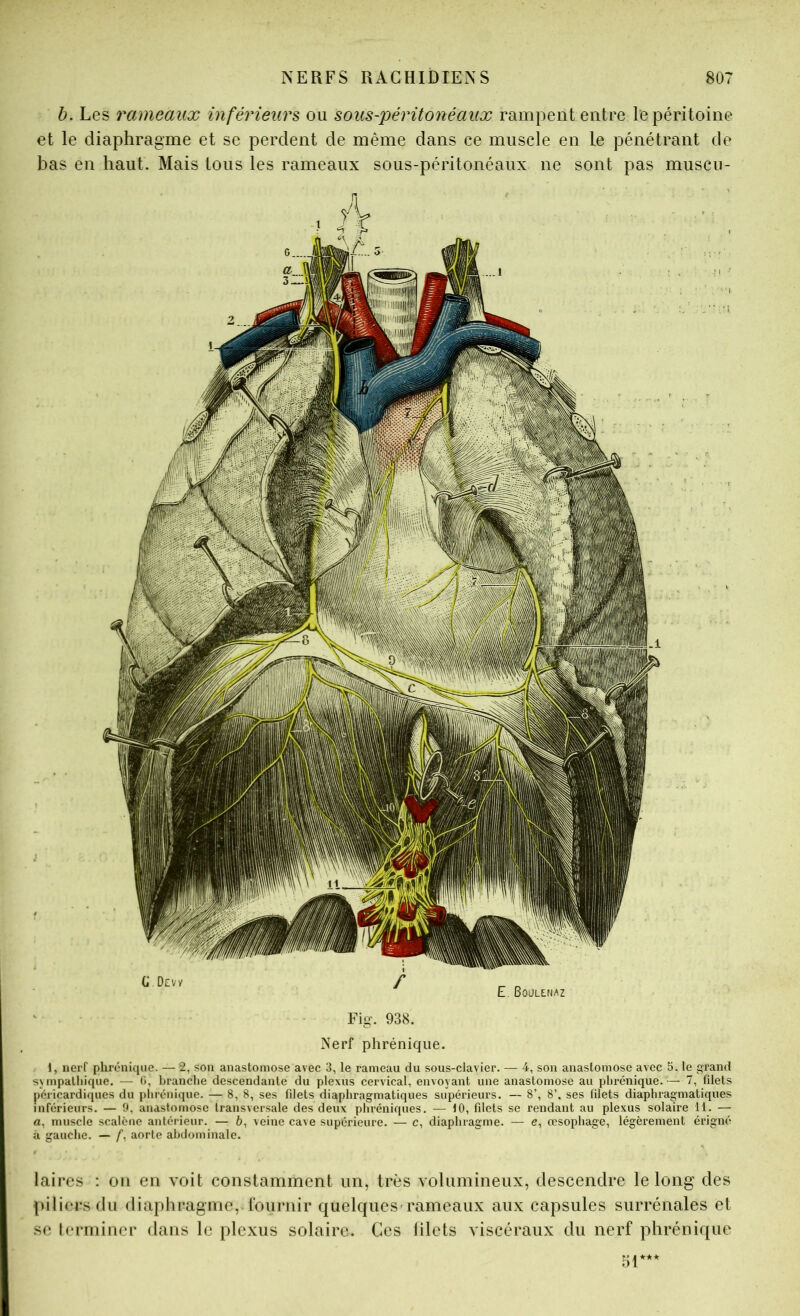 b. Les rameaux inférieurs ou sous-'péritonéaux rampent entre le péritoine et le diaphragme et se perdent de même dans ce muscle en le pénétrant de bas en haut. Mais tous les rameaux sous-péritonéaux ne sont pas muscu- Fig. 938. Nerf phrénique. 1, nerf phrénique. — 2, son anastomose avec 3, le rameau du sous-clavier. — 4, son anastomose avec 5. te f’Tand sxmpatliique, — 0, branche descendante du plexus cervical, envoyant une anastomose au phrénique.— 7, filets péricardiques du phrénique. — 8, 8, ses filets diaphragmatiques supérieurs. — 8’, 8’. ses blets diaphragmatiques inférieurs. — 9, anastomose transversale des deux pliréniques. — 10, filets se rendant au plexus solaire 11. — a, muscle scatène antérieur. — 6, veine cave supérieure. — c, diaphragme. — c, œsophage, légèrement érigné à gauche. — /, aorte abdominale. laircs : on en voit constamment un, très volumineux, descendre le long des piliers du diaphragme, lournir quelques rameaux aux capsules surrénales et se lerminer dans le plexus solaire. Ces lilets viscéraux du nerf phrénique 51**