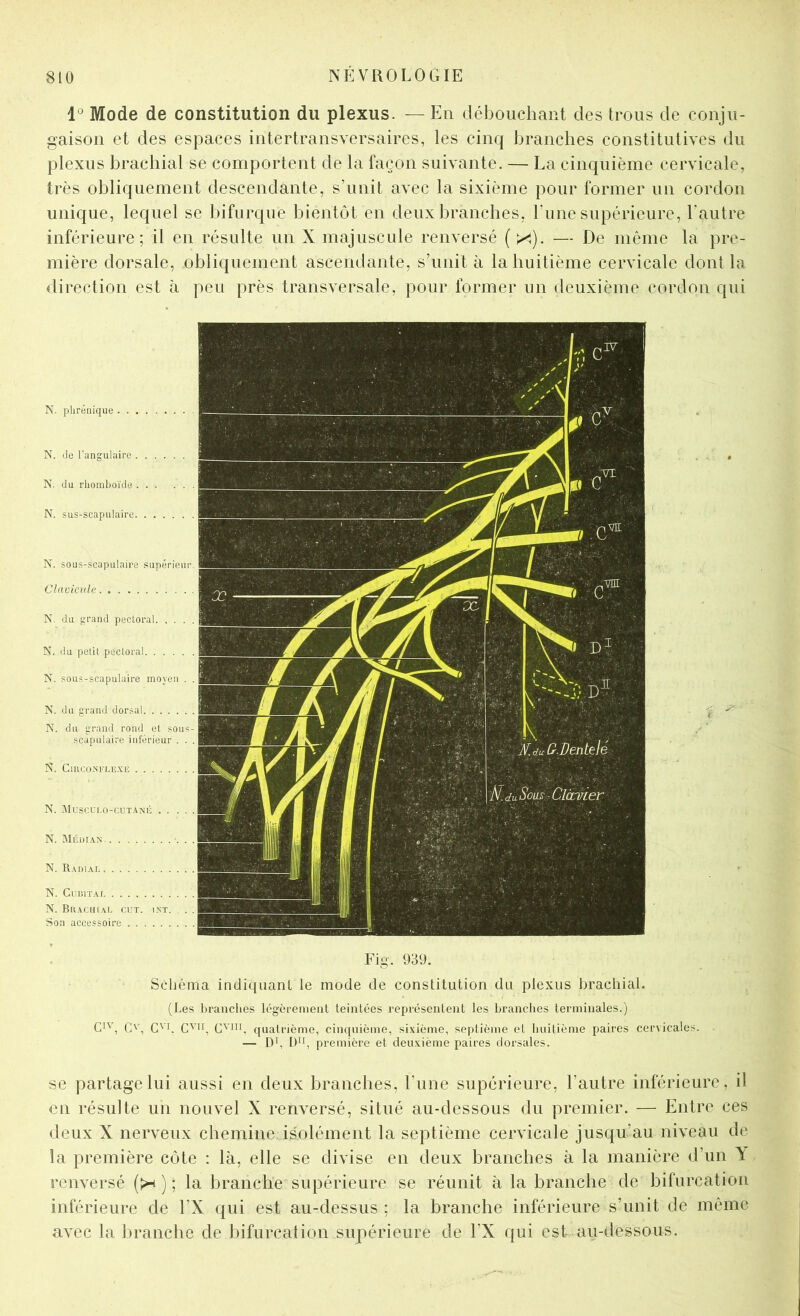 1° Mode de constitution du plexus. — En débouchant des trous de conju- gaison et des espaces intertransversaires, les cinq branches constitutives du plexus brachial se comportent de la façon suivante. — La cinquième cervicale, très obliquement descendante, s’unit avec la sixième pour former un cordon unique, lequel se bifurque bientôt en deux branches, l’une supérieure, l’autre inférieure; il en résulte un X majuscule renversé ( ^). — De même la pre- mière dorsale, obliquement ascendante, s’unit à la huitième cervicale dont la direction est à peu près transversale, pour former un deuxième cordon qui N. phrénique N. de l’angulaire . . . N. du rhomboïde . . . N. sus-scapulaire. . . N. sous-scapulaire supérieur Clavicule N. du grand pectoral. , . . N. du petit pectoral N. sous-scapulaire moyen . N. du grand dorsal N. du grand rond et sou^ scapulaire intérieur . . X. CmcoNFi.E.\:E N. MrsCLT.O-CUT.\NÉ . . . . N. Médian •. . N. Radial N. CiiiuTAr N. Brachial cut. int. , . Son accessoire Schéma indiquant le mode de constitution du plexus l)rachial. (Les branches légèrement teintées représentent les branches terminales.) C'’, C'L C'iiL quatrième, cinquième, sixième, septième et huitième paires cervicales. — DÇ première et deuxième paires dorsales. se partage lui aussi en deux branches, l’une supérieure, l’autre inférieure, il en résulte un nouvel X renversé, situé au-dessous du premier. — Entre ces deux X nerveux chemine isolément la septième cervicale jusqu’au niveau de la première côte : là, elle se divise en deux branches à la manière d’un Y renversé (>^ ) ; la branche supérieure se réunit à la branche de bifurcation inférieure de l’X qui est au-dessus ; la branche inférieure s’unit de même avec la branche de bifurcation supérieure de l’X qui est au-dessous.