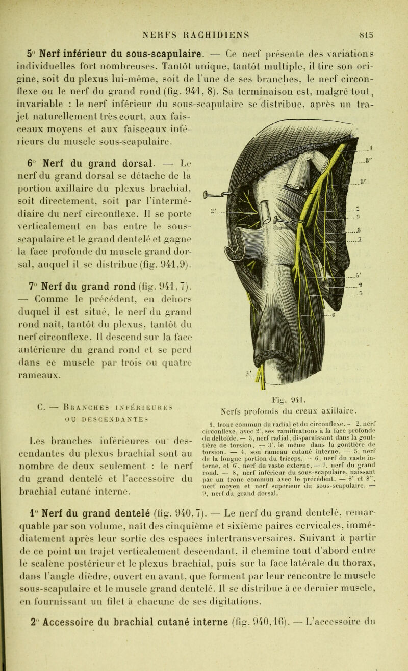 5*^ Nerf inférieur du sous-scapulaire. — Ce nerf présente des variations individuelles fort nombreuses. Tantôt unique, tantôt multiple, il tire son ori- gine, soit du plexus lui-même, soit de Tune de ses branches, le nerf circon- Üexe ou le nerf du grand rond (fig. 941, 8). Sa terminaison est, malgré tout^ invariable : le nerf inférieur du sous-scapulaire se distribue, après un tra- jet naturellement très court, aux fais- ceaux moyens et aux faisceaux infé- rieurs du muscle sous-scapulaire. 6*^ Nerf du grand dorsal. — Le nerf du grand dorsal se détache de la portion axillaire du plexus brachial, soit directement, soit par Fintermé- diaire du nerf circonflexe. Il se porte verticalement en bas entre le sous- scapulaire et le grand dentelé et gagne la face profonde du muscle grand dor- sal, auquel il se distribue (fig. 941.9). T Nerf du grand rond (fig. 941.7). — Comme le précédent, en dehors duquel il est situé, le nerf du grand rond naît, tantôt du plexus, tantôt du nerf circonflexe. 11 descend sur la face antérieure du grand rond et se perd dans ce muscle |)ar trois ou quati-e rameaux. C. — IWlA.XeHCS I.NFÉIUEL'UKS OU DKSCK.NDAXTES Les branches inférieures ou des- cendantes du plexus brachial sont au nombre de deux seulement : le nerf terne, el>, lieU du vaste externe.—7. nerf du grand . rond. — 8, nerf inférieur du sous-scapulaire, naissant du grand dentelé et 1 accessoire du par un tronc commun avec le précédent. — 8’ et 8”, , 1 • 1 . . • , nerf moven et nerf supérieur du sous-scapulaire. — brachial cutané interne. nerf du grand dorsal. Nerf du grand dentelé (fig. 940,7). — Le nerf du grand dentelé, remar- quable par son volume, naît des cinquième et sixième paires cervicales, immé- diatement après leur sortie des espaces intertransversaires. Suivant à partir de ce point un trajet verticalement descendant, il chemine tout d’abord entre le scalène postérieur et le plexus brachial, puis sur la face latérale du thorax, dans l’angle dièdre, ouvert en avant, que forment par leur rencontre le muscle sons-scajuilaire et le muscle grand dentelé. Il se distribue à ce dernier muscle, en fournissani un filet à chacune de ses digitations. 2 ‘ Accessoire du brachial cutané interne (fig. 940,10). — L’accessoire du Fig. 94t. Nerfs profonds du creu.x axillaire. 1, tronc commun du radial et du circonflexe. — 2, nerf circonllexe, avec 2', ses ramilications à la face profonde du deltoïde. — .3, nerf radial, disparaissant dans la gout- tière de torsion. — 3’, le même dans la gouttière de torsion. — 4, son rameau cutané interne. — 5, nerf de la longue nortion du triceps. — 6, nerf du vaste in-