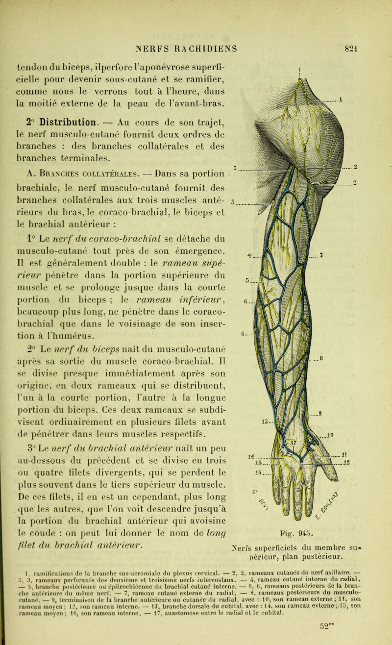 tendon du biceps, ilperfore l’aponévrose superfi- cielle pour devenir sous-cutané et se ramifier, comme nous le verrons tout à l’heure, dans la moitié externe de la peau de l’avant-bras. 2® Distribution. — Au cours de son trajet, le nerf musculo-cutané fournit deux ordres de branches : des branches collatérales et des branches terminales. A. Branches collatérales. — Dans sa portion brachiale, le nerf musculo-cutané fournit des branches collatérales aux trois muscles anté- rieurs du bras, le coraco-brachial, le biceps et le brachial antérieur : Le nerf du coraco-brachial se détache du musculo-cutané tout près de son émergence. Il est généralement double : le rameau supé- rieur pénètre dans la portion supérieure du muscle et se prolonge jusque dans la courte portion du biceps ; le rameau inférieur ^ beaucoup plus long, ne pénètre dans le coraco- brachial que dans le voisinage de son inser- tion à rhumérus. Le nerf du biceps naît du musculo-cutané après sa sortie du muscle coraco-brachial. Il se divise presque immédiatement après son origine, en deux rameaux qui se distribuent, l’im à la courte portion, l’autre à la longue portion du biceps. Ces deux rameaux se subdi- visent ordinairement en plusieurs filets avant de pénétrer dans leurs muscles respectifs. Le nerf du brachial antérieur naît un peu au-dessous du précédent et se divise en trois ou quatre filets divergents, qui se perdent le plus souvent dans le tiers supérieur du muscle. De ces filets, il en est un cependant, plus long . que les autres, que l’on voit descendre jusqu’à la portion du brachial antérieur qui avoisine le coude : on peut lui donner le nom de lo7ig filet du brachial antérieur. î Fig. 945. Nerfs superficiels du membre su* périeur, plan postérieur. i, ramidcalions de la branche sus-acromiale du plexus cervical. — 2, 2, rameaux cutanés du nerf axillaire. — :L 3, rameaux perforants des deuxième et troisième nerfs intercostaux. — 4, rameau cutané interne du radial. — ;i, branche postérieure ou épitrocliléenne du brachial cutané interne. — 0, 6, rameaux postérieurs de la bran- die antérieure «lu même nerf. — 7, rameau cutané externe du radial. — 8, rameaux postérieurs du musculo- cutané. — 9, terminaison de la branche antérieure ou cutanée du radial, avec : 10, son rameau externe; 11, son rameau moyen ; 12, son rameau interne. — 13, branche dorsale du cubital, avec : 14, son rameau externe ; lli, son rameau moyen ; 10, son rameau interne. — 17, anastomose entre le radial et le cubital.