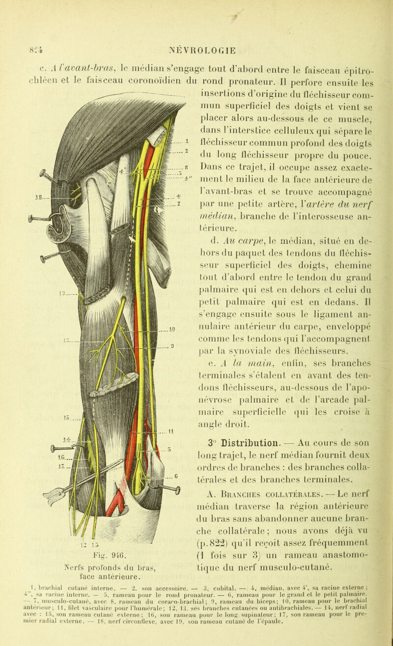 c. A l amnt-hras, le médian s'engage tout d’abord entre le faisceau épitro- chléen et le faisceau coronoïdien du rond pronateur. Il perfore ensuite les Fig. 946. Nerfs profonds du bras, face antérieure. insertions d’origine du fléchisseur com- mun superficiel des doigts et vient se placer alors au-dessous de ce muscle, dans l’interstice celluleux qui sépare le fléchisseur commun profond des doigts du long fléchisseur propre du pouce. Dans ce trajet, il occupe assez exacte- ment le milieu de la face antérieure de l’avant-bras et se trouve accompagné par une petite artère, Vartère du nerf médian^ branche de rinterosseuse an- térieure. d. Au carpe^ le médian, situé en de- hors du paquet des tendons du fléchis- seur superficiel des doigts, chemine tout d’abord entre le tendon du grand palmaire qui est en dehors et celui du petit palmaire qui est en dedans. Il s’engage ensuite sous le ligament an- nulaire antérieur du carpe, enveloppé comme les tendons ([ui l’accompagnent ])ar la synoviale des fléchisseurs. e. A la main^ enfin, ses branches terminales s’étalent en avant des ten- dons fléchisseurs, au-dessous de l’apo- névrose palmaire et de l’arcade pal- maire superficielle qui les croise à angle droit. 3® Distribution. — Au cours de son long trajet, le nerf médian fournit deux ordres de branches : des branches colla- térales et des branches terminales. A. Branches collatérales. — Le nerf médian traverse la région antérieure du bras sans abandonner aucune bran- che collatérale; nous avons déjà vu (p.82i2) qu’il reçoit assez fréquemment (1 fois sur 3) un rameau anastomo- tique du nerf musculo-cutané. I, brachial cutané interne. — 2. son accessoire. — 3, cubital. — 4, médian, avec 4’, sa racine externe; 4”, sa racine interne. — 3, rameau pour le rond pronateur. — 6, rameau pour le grand et le petit palmaire. — 7, musculo-cutané, avec 8, rameau du coraco-bracbial ; 0, rameau du biceps; 10, rameau pour le bracliial antérieur; 11, filet vasculaire pour l'iiumérale; 12, 13. ses branches cutanées ou antibracbiales.— 14, nerf radial avec : 13, son rameau cutané externe; 16, son rameau pour le long supinateur; 17, son rameau pour le pre- mier radial externe. — 18, nerf circonflexe, avec 19, son rameau cutané de l’épaule.