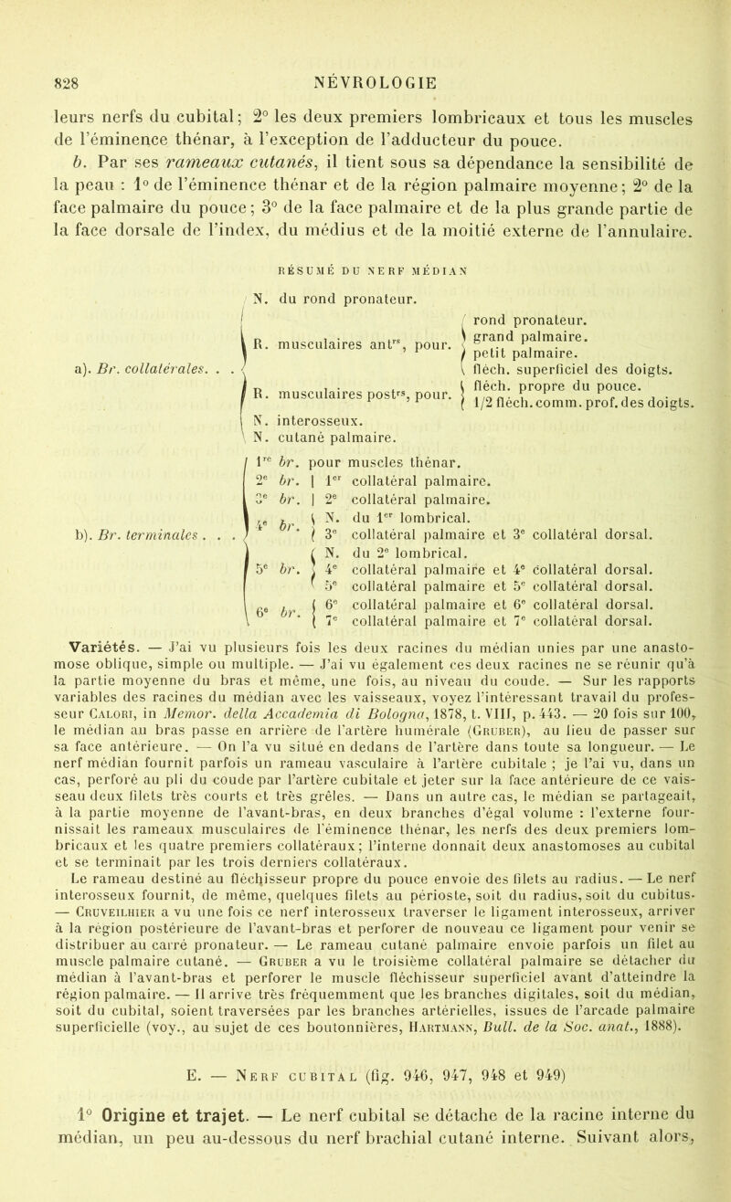 leurs nerfs du cubital; 2° les deux premiers lombricaux et tous les muscles de l’éminence thénar, à l’exception de l’adducteur du pouce. h. Par ses rameaux cutanés^ il tient sous sa dépendance la sensibilité de la peau : de l’éminence thénar et de la région palmaire moyenne; 2° de la face palmaire du pouce ; 3° de la face palmaire et de la plus grande partie de la face dorsale de l’index, du médius et de la moitié externe de l’annulaire. RÉSUMÉ DU NERF MÉDIAN a). Br. collatérales. . b). Br. terminales N. du rond pronateur. R. musculaires anf% pour. R. musculaires posbSj pour. | N. interosseux. N. cutané palmaire. R® br. pour muscles thénar. rond pronateur. \ grand palmaire, petit palmaire, fléch. superficiel des doigts, fléch. propre du pouce. 1/2 fléch.comm. prof, des doigts. br. br. br. 5® br 6® br. 1®'' collatéral palmaire. 2® collatéral palmaire. N. du 1® lombrical. 3® collatéral palmaire et 3® collatéral dorsal. N. du 2® lombrical. 4® collatéral palmaire et 4® collatéral dorsal. 5® collatéral palmaire et 5® collatéral dorsal. 6® collatéral palmaire et 6® collatéral dorsal. 7® collatéral palmaire et 7® collatéral dorsal. Variétés. — J’ai vu plusieurs fois les deux racines du médian unies par une anasto- mose oblique, simple ou multiple. — J’ai vu également ces deux racines ne se réunir qu’à la partie moyenne du bras et même, une fois, au niveau du coude. — Sur les rapports variables des racines du médian avec les vaisseaux, voyez l’intéressant travail du profes- seur Galori, in Memor. délia Accademia di Bologna, 1878, t. VIII, p.443. — 20 fois sur 100,. le médian au bras passe en arrière de l'artère humérale (Gruber), au lieu de passer sur sa face antérieure. — On l’a vu situé en dedans de l’artère dans toute sa longueur. — Le nerf médian fournit parfois un rameau vasculaire à l’artère cubitale ; je l’ai vu, dans un cas, perforé au pli du coude par l’artère cubitale et jeter sur la face antérieure de ce vais- seau deux filets très courts et très grêles. — Dans un autre cas, le médian se partageait, à la partie moyenne de l’avant-bras, en deux branches d’égal volume : l’externe four- nissait les rameaux musculaires de l’éminence thénar, les nerfs des deux premiers lom- bricaux et les quatre premiers collatéraux; l’interne donnait deux anastomoses au cubital et se terminait par les trois derniers collatéraux. Le rameau destiné au fléch.isseur propre du pouce envoie des filets au radius. — Le nerf interosseux fournit, de même, quelques filets au périoste, soit du radius, soit du cubitus- — Cruveilhier a vu une fois ce nerf interosseux traverser le ligament interosseux, arriver à la région postérieure de l’avant-bras et perforer de nouveau ce ligament pour venir se distribuer au carré pronateur. — Le rameau cutané palmaire envoie parfois un filet au muscle palmaire cutané. — Gruber a vu le troisième collatéral palmaire se détacher du médian à l’avant-bras et perforer le muscle fléchisseur superficiel avant d’atteindre la région palmaire. — 11 arrive très fréquemment que les branches digitales, soit du médian, soit du cubital, soient traversées par les branches artérielles, issues de l’arcade palmaire superficielle (voy., au sujet de ces boutonnières, Hartmann, Bull, de la Soc. anat..> 1888). E. — Nerf cubital (fig. 046, 947, 948 et 949) Origine et trajet. — Le nerf cubital se détache de la racine interne du médian, un peu au-dessous du nerf brachial cutané interne. Suivant alors,