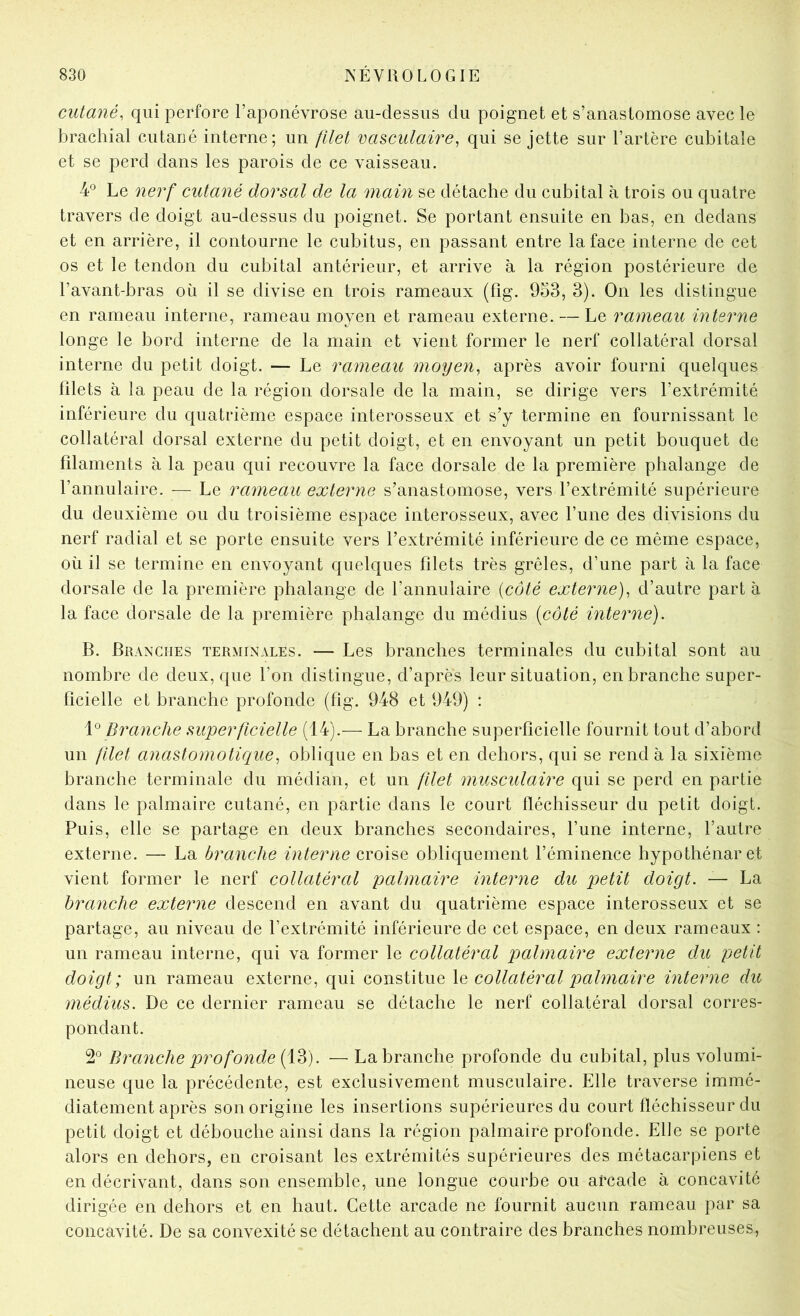 cutané, qui perfore l’aponévrose au-dessus du poignet et s’anastomose avec le brachial cutané interne; un filet vasculaire, qui se jette sur l’artère cubitale et se perd dans les parois de ce vaisseau. 4° Le nerf cutané dorsal de la main se détache du cubital à trois ou quatre travers de doigt au-dessus du poignet. Se portant ensuite en bas, en dedans et en arrière, il contourne le cubitus, en passant entre la face interne de cet os et le tendon du cubital antérieur, et arrive à la région postérieure de l’avant-bras où il se divise en trois rameaux (fig. 953, 3). On les distingue en rameau interne, rameau moyen et rameau externe. — Le rameau interne longe le bord interne de la main et vient former le nerf collatéral dorsal interne du petit doigt. — Le rameau moyen, après avoir fourni quelques filets à la peau de la région dorsale de la main, se dirige vers l’extrémité inférieure du quatrième espace interosseux et s’y termine en fournissant le collatéral dorsal externe du petit doigt, et en envoyant un petit bouquet de filaments à la peau qui recouvre la face dorsale de la première phalange de l’annulaire. — Le rameau externe s’anastomose, vers l’extrémité supérieure du deuxième ou du troisième espace interosseux, avec l’une des divisions du nerf radial et se porte ensuite vers l’extrémité inférieure de ce même espace, où il se termine en envoyant quelques filets très grêles, d’une part à la face dorsale de la première phalange de l’annulaire {côté externe), d’autre parta la face dorsale de la première phalange du médius [côté interne). B. Branches terminales. — Les branches terminales du cubital sont au nombre de deux, que l’on distingue, d’après leur situation, en branche super- ficielle et branche profonde (fig. 948 et 949) : 1° Branche .superficielle (14).— La branche superficielle fournit tout d’abord un filet anastomotique, oblique en bas et en dehors, qui se rend à la sixième branche terminale du médian, et un filet musculaire qui se perd en partie dans le palmaire cutané, en partie dans le court fléchisseur du petit doigt. Puis, elle se partage en deux branches secondaires, l’une interne, l’autre externe. — La branche interne croise obliquement l’éminence hypothénaret vient former le nerf collatéral palmaire interne du petit doigt. — La branche externe descend en avant du cjuatrième espace interosseux et se partage, au niveau de l’extrémité inférieure de cet espace, en deux rameaux : un rameau interne, qui va former le collatéral palmaire externe du petit doigt; un rameau externe, qui constitue \q collatéral palmaire interne du médius. De ce dernier rameau se détache le nerf collatéral dorsal corres- pondant. 2° Brcmche profonde {\^). — La branche profonde du cubital, plus volumi- neuse que la précédente, est exclusivement musculaire. Elle traverse immé- diatement après son origine les insertions supérieures du court fléchisseur du petit doigt et débouche ainsi dans la région palmaire profonde. Elle se porte alors en dehors, en croisant les extrémités supérieures des métacarpiens et en décrivant, dans son ensemble, une longue courbe ou arcade à concavité dirigée en dehors et en haut. Cette arcade ne fournit aucun rameau par sa concavité. De sa convexité se détachent au contraire des branches nombreuses.