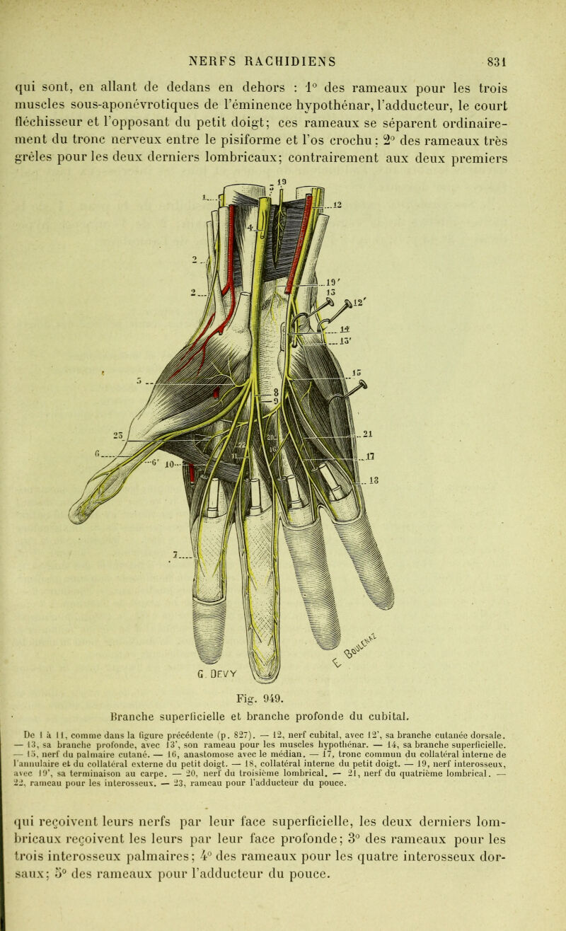 qui sont, en allant de dedans en dehors : 1° des rameaux pour les trois muscles sous-aponévrotiques de l’éminence hypothénar, l’adducteur, le court lléchisseur et l’opposant du petit doigt; ces rameaux se séparent ordinaire- ment du tronc nerveux entre le pisiforme et l’os crochu ; 2' des rameaux très grêles pour les deux derniers lombricaux; contrairement aux deux premiers Fig. 949. Branche siiperlîcielle et branche profonde du cubital. De 1 à 11, comme dans la figure précédente (p. 827). — 12, nerf cubital, avec 12’, sa branche cutanée dorsale. — 13, sa branche profonde, avec 13’, son rameau pour les muscles hypothénar. — 14, sa branche superficielle. — lo, nerf du palmaire cutané. — 16, anastomose avec le médian. — 17, tronc commun du collatéral interne de l’annulaire et du collatéral externe du petit doigt. — 18, collatéral interne du petit doigt. — 19, nerf interosseux, avec 19’, sa terminaison au carpe. — 20, nerf du troisième lombrical. — 21, nerf du quatrième lombrical. — 22, rameau pour les interosseux. — 23, rameau pour l’adducteur du pouce. qui reçoivent leurs nerfs par leur face superflcielle, les deux derniers lom- bricaux reçoivent les leurs par leur face profonde; 3'^ des rameaux pour les trois interosseux palmaires ; 4® des rameaux pour les quatre interosseux dor- saux; O® des rameaux pour l’adducteur du pouce.