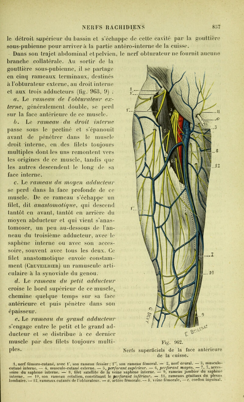 le détroit soipérieur du bassin et s’échappe de cette cavité par la gouttière sous-pubienne pour arrivera la partie antéro-interne de la cuisse. Dans son trajet abdominal etpelvien, le nerf obturateur ne fournit aucune branche collatérale. Au sortir de la gouttière sous-pubienne, il se partage en cinq rameaux terminaux, destinés à l’obturateur externe, au droit interne et aux trois adducteurs (fîg. 963, 9) ; a. Le rameau de Vobturateur ex- terne^ généralement double, se perd sur la face antérieure de ce muscle. b. Le rameau du droit interne passe sous le pectiné et s'épanouit avant de pénétrer dans le muscle droit interne, en des filets toujours multiples dont les uns remontent vers les origines de ce muscle, tandis que les autres descendent le long de sa face interne. c. Le rameau du moyen adducteur se perd dans la face profonde de ce muscle. De ce rameau s’échappe un filet, dit anastomotique^ qui descend tantôt en avant, tantôt en arrière du moyen abducteur et qui vient s’anas- tomoser, un peu au-dessous de l’an- neau du troisième adducteur, avec le saphène interne ou avec son acces- soire, souvent avec tous les deux. Ce filet anastomotique envoie constam- ment (Gruveilhier) un ramuscule arti- culaire à la synoviale du genou. d. Le rameau du petit adducteur croise le bord supérieur de ce musclej chemine quelque temps sur sa face antérieure et puis pénètre dans son épaisseur. e. Le rameau du grand adducteur s’engage entre le petit et le grand ad- ducteur et se distribue à ce dernier muscle par des filets toujours multi- ples. Fig. 962. Nerfs superficiels de la face antérieure de la cuisse. 1, nerf fémoro-cutané, avec 1’, son rameau fessier; 1’’, son rameau fémoral. — 2, nerf crural. — 3, musculo- cutané interne. — 4, musculo-cutané externe. — 5, perforant supérieur. — 6, perforant moyen. — 7, 7, acces- soire du saphène interne. — 8, filet satellite de la veine saphène interne. — 9, rameau jambier du saphène interne. — 10, son rameau rotulien, constituant le/>er/■oran^ în/eneur. — 11, rameaux génitaux du plexus lombaire. — 12, rameaux cutanés de l’obturateur. — g, artère fémorale. — b, veine fémorale. — c, cordon inguinal.
