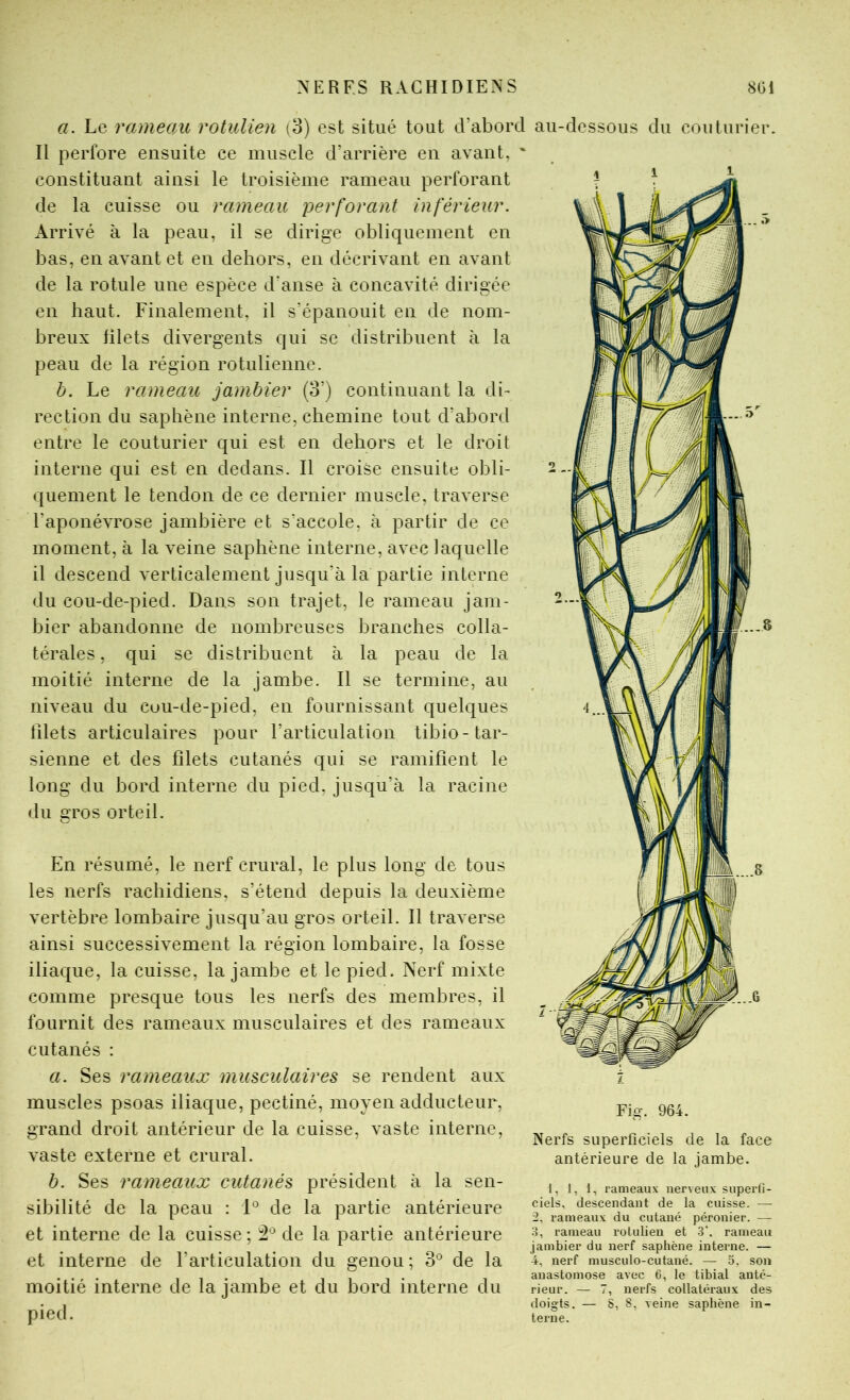 a. Le rameau rotulien (3) est situé tout d’abord Il perfore ensuite ce muscle d’arrière en avant, ' constituant ainsi le troisième rameau perforant de la cuisse ou rameau perforant inférieur. Arrivé à la peau, il se dirige obliquement en bas, en avant et en dehors, en décrivant en avant de la rotule une espèce d’anse à concavité dirigée en haut. Finalement, il s’épanouit en de nom- breux filets divergents qui se distribuent à la peau de la région rotulienne. b. Le rameau jambier (3’) continuant la di- rection du saphène interne, chemine tout d’abord entre le couturier qui est en dehors et le droit interne qui est en dedans. Il croise ensuite ohli- quement le tendon de ce dernier muscle, traverse l’aponévrose jambière et s’accole, à partir de ce moment, à la veine saphène interne, avec laquelle il descend verticalement jusqu’à la partie interne du cou-de-pied. Dans son trajet, le rameau jam- bier abandonne de nombreuses branches colla- térales , qui se distribuent à la peau de la moitié interne de la jambe. Il se termine, au niveau du cuu-de-pied, en fournissant quelques lilets articulaires pour l’articulation tibio-tar- sienne et des filets cutanés qui se ramifient le long du bord interne du pied, jusqu’à la racine du gros orteil. En résumé, le nerf crural, le plus long de tous les nerfs rachidiens, s’étend depuis la deuxième vertèbre lombaire jusqu’au gros orteil. Il traverse ainsi successivement la région lombaire, la fosse iliaque, la cuisse, la jambe et le pied. Nerf mixte comme presque tous les nerfs des membres, il fournit des rameaux musculaires et des rameaux cutanés : a. Ses rameaux muscidaires se rendent aux muscles psoas iliaque, pectiné, moyen adducteur, grand droit antérieur de la cuisse, vaste interne, vaste externe et crural. b. Ses rameaux cutanés président à la sen- sibilité de la peau : D de la partie antérieure et interne de la cuisse ; de la partie antérieure et interne de l’articulation du genou; 3® de la moitié interne de la jambe et du bord interne du pied. au-dessous du couturier. 7 Fig. 964. Nerfs superficiels de la face antérieure de la jambe. 1, 1, 1, rameaux nerveux superfi- ciels, descendant de la cuisse. — 2, l’ameaux du cutané péronier. —• 3, rameau rotulien et 3’. rameau jambier du nerf saphène interne. — 4, nerf musculo-cutané. — 5. son anastomose avec 6, le tibial anté- rieur. — 7, nerfs collatéraux des doigts, — S, 8, veine saphène in- terne.