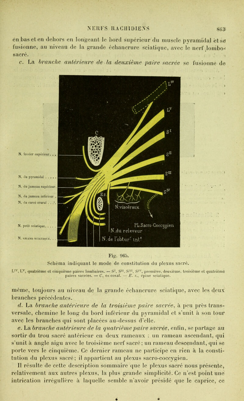 en bas et en dehors en longeant le bord supérieur du muscle pyramidal ët so fusionne, au niveau de la grande échancrure sciatique, avec le nerf Jombo-î sacré. ; i c. La branche antérieure de la deuxième paire sacrée se fusionne do N. fessier supérieur . . . N. du pyramidal N. du jumeau supérieur. N. du jumeau inférieur . N. du carré crural . . N. petit sciatique N. r.RAND SCIATIQUr:. . . Fig. 965. Schéma indiquant le mode de constitution du plexus sacré. L^'^, FA, quatrième et cinquième paires lombaires. — Sh première, deu\ième, troisième et quatrième paires sacrées. — C’, os coxal. — E. s., épine sciatique. même, toujours au niveau de la grande échancrure sciatique, avec les deux branches précédentes. d. La branche antérieure de la troisième paire sacrée^ à peu près trans- versale, chemine le long du bord inférieur du pyramidal et s’unit à son tour avec les branches qui sont placées au-dessus d’elle. e. La branche antérieure de la quatrième paire sacrée^ enfin, se partage au sortir du trou sacré antérieur en deux rameaux ; un rameau ascendant, qui s’unit à angle aigu avec le troisième nerf sacré; un rameau descendant, qui se porte vers le cinquième. Ce dernier rameau ne participe en rien à la consti- tution du plexus sacré; il appartient au plexus sacro-coccygien. Il résulte de cette description sommaire que le plexus sacré nous présente, relativement aux autres plexus, la plus grande simplicité. Ce n’est point une intrication irrégulière à laquelle semble n’avoir présidé que le caprice, ce