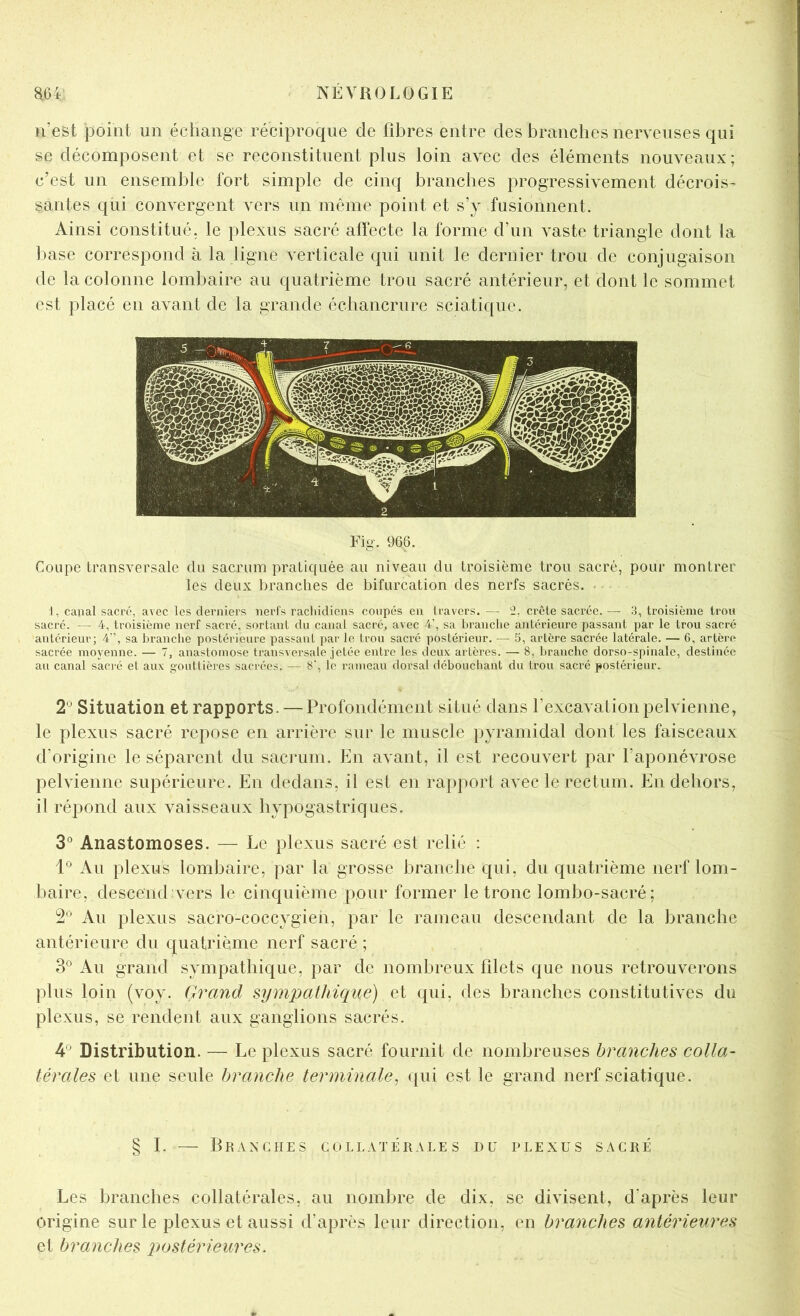n’efet point un échange réciproque de fibres entre des branches nerveuses qui se décomposent et se reconstituent plus loin avec des éléments nouveaux; c’est un ensemble fort simple de cinq branches progressivement décrois- santes qui convergent vers un même point et s’y fusionnent. Ainsi constitué, le plexus sacré affecte la forme d’un vaste triangle dont la base correspond à la ligne verticale qui unit le dernier trou de conjugaison de la colonne lombaire au quatrième trou sacré antérieur, et dont le sommet est placé en avant de la grande échancrure sciatique. Fig. 966. Coupe transversale du sacrum pratiquée au niveau du troisième trou sacré, pour montrer les deux J)ranches de bifurcation des nerfs sacrés. • I, canal sacré, avec les derniers nerl's rachidiens coupés en travers. — i2, crête sacrée. — 3, troisième trou sacré. — 4, troisième nerf sacré, sortant du canal sacré, avec 4’, sa branche antérieure passant par le trou sacré antérieur; 4”, sa branche postérieure passant par le trou sacré postérieur. — 5, artère saci'ée latérale. — C, artère sacrée moyenne. — 7, anastomose transversale jetée entre les deux artères. — 8, branche dorso-spinale, destinée au canal saci-é et aux gouttières sacrées. — 8', le rameau dorsal débouchant du trou sacré postérieur. 2*^ Situation et rapports. — Profondément situé dans l’excavation pelvienne, le plexus sacré repose en arrière sur le muscle pyramidal dont les faisceaux d’origine le séparent du sacrum. En avant, il est recouvert par l’aponévrose pelvienne supérieure. En dedans, il est en rapport avec le rectum. En dehors, il répond aux vaisseaux hypogastriques. 3° Anastomoses. — Le plexus sacré est relié : Au plexus lombaire, par la grosse branche qui, du quatrième nerf lom- baire, descend vers le cinquième pour former le tronc lombo-sacré; 2'’ Au plexus sacro-coccygieh, par le rameau descendant de la branche antérieure du quatrième nerf sacré ; 3° Au grand sympathique, par de nombreux filets que nous retrouverons plus loin (voy. Grand sympathique) et qui, des branches constitutives du plexus, se rendent aux ganglions sacrés. 4^ Distribution. — Le plexus sacré fournit de nombreuses branches colla- térales et une seule branche terminale^ qui est le grand nerf sciatique. § L — Branches collatérales du plexus sacré Les branches collatérales, au nombre de dix, se divisent, d’après leur origine sur le plexus et aussi d’après leur direction, en branches antérieures et branches postérieures.