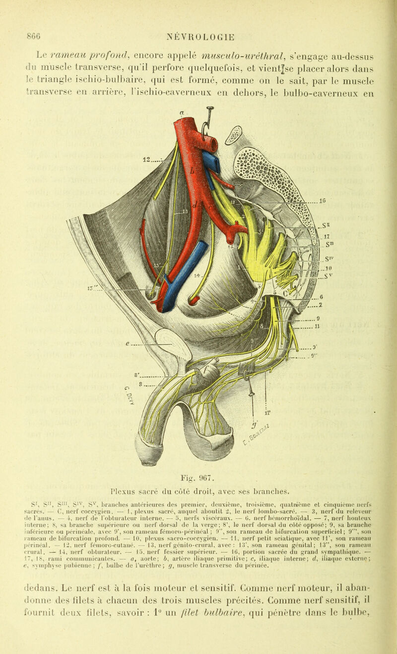 Le rameau profond, encore appelé musculo-uréthral, s’engage au-dessus du muscle Iransverse, qu’il perfore quelquefois, et vientîse placer alors dans le triangle ischio-bulbaire, qui est formé, comme on le sait, par le muscle transverse en arrière, riscbio-caverneux en dehors, le bulbo-caverneux en Fig. 967. Plexus sacré du côté droit, avec ses branches. Sh S”, branches antérieures des premier, deuxième, troisième, quatnième et cinquième nerfs sacrés. — C, nerf coccygien. — 1, plexus sacré, auquel aboutit 2, le nei’f lombo-sacré. — 3, nerf du releveur de l’anus. — 4, nerf de l’obturateur interne. — 5, nerfs viscéraux. — G. nerf bémorrhoïdal. — 7, nerf honteux interne; 8, sa branche supérieure ou nerf dorsal de la verge; 8’, le nerf dorsal du côté opposé; 9, sa branche inférieure ou périnéale, avec 9’, son rameau fémoro-périnéal ; 9”, sou rameau de bifurcation superficiel; 9”’, sou rameau de bifurcation profond. ■— 10, plexus sacro-coccygien. — 11, nerf petit sciatique, avec 11’, son rameau péi'inéal. — 12. nerf fémoro-cutaiié. — 13, nerf génito-crural, avec; 13’, son rameau génital; 13”, son rameau crural. — 14, nerf obturateur. — 15. nerf fessier supérieur. — 16, portion sacrée du grand sympathique. — 17, 18, rami communicantes. — a, aorte; 6, artère iliaque jirimitive; c, iliaque interne; d, iliaque externe; e, symphyse pubienne; /', bulbe de l’urètbre; g, muscle transverse du périnée. dedans. Le nerf est à la fois moteur et sensitif. Comme nerf moteur, il aban- donne des filets à cbacim des trois muscles précités. Comme nerf sensitif, il fournit deux filets, savoir : 1 un filet bulbaire, qui pénètre dans le bulbe,