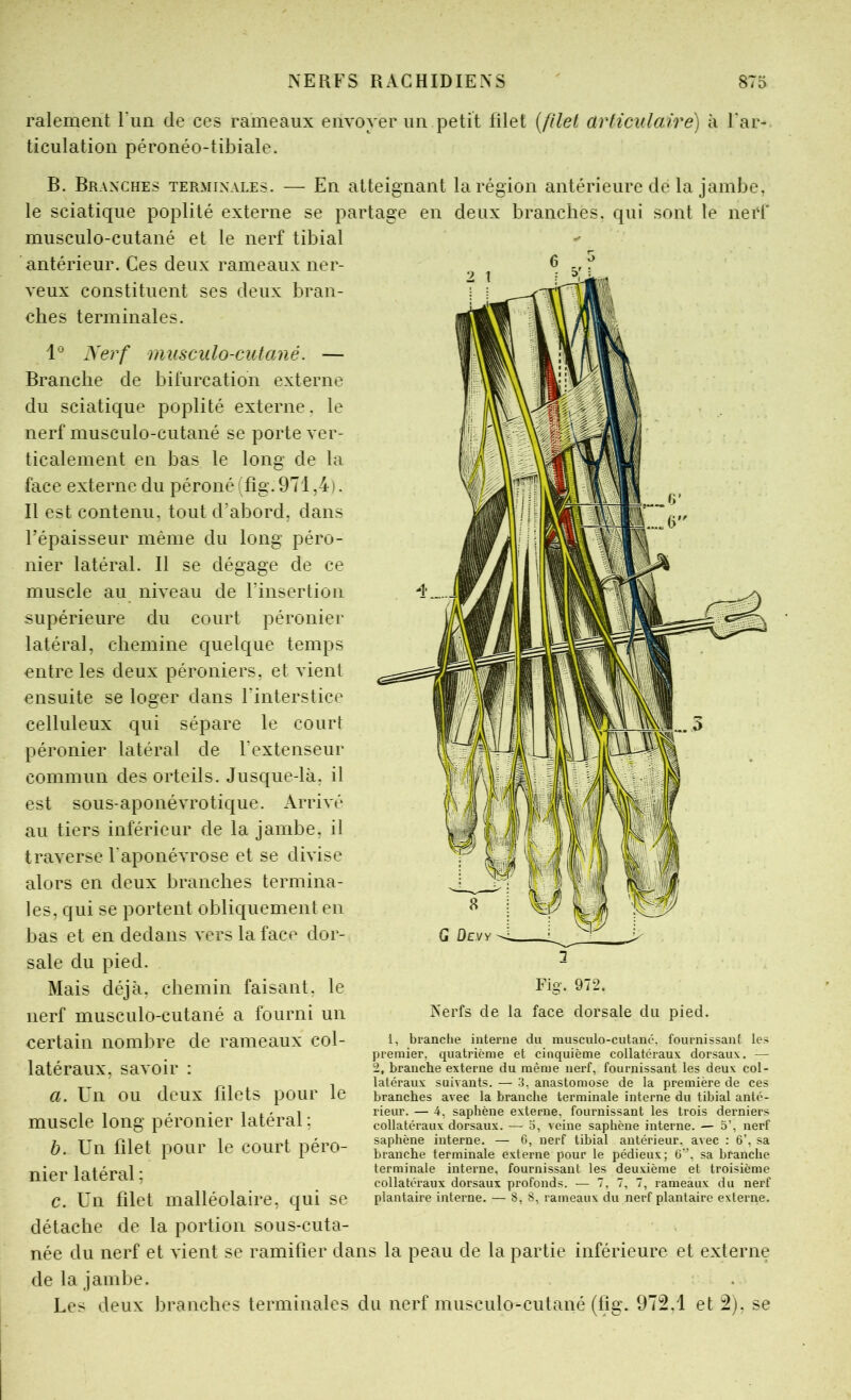 râlement l'im de ces rameaux envoyer un petit filet [filel articulaire) à ticulation péronéo-tibiale. ar- B. Branches terminales. — En atteignant la région antérieure de la jambe, le sciatique poplité externe se partage en deux branches, qui sont le nerf musculo-cutané et le nerf tibial ^ antérieur. Ces deux rameaux ner- 6 ^ veux constituent ses deux bran- ches terminales. 1° Nerf muscido-cutaMé. — Branche de bifurcation externe du sciatique poplité externe, le nerf musculo-cutané se porte ver- ticalement en bas le long de la face externe du péroné (fig. 971,4 ). Il est contenu, tout d’abord, dans l’épaisseur même du long péro- nier latéral. Il se dégage de ce muscle au niveau de l’insertion supérieure du court péronier latéral, chemine quelque temps entre les deux péroniers, et vient ensuite se loger dans rinterstice celluleux qui sépare le court péronier latéral de l’extenseur commun des orteils. Jusque-là. il est sous-aponévrotique. Arrivé au tiers inférieur de la jambe, il traverse l’aponévrose et se divise alors en deux branches termina- les, qui se portent obliquement en bas et en dedans vers la face dor- sale du pied. Mais déjà, chemin faisant, le nerf musculo-cutané a fourni un certain nombre de rameaux col- latéraux, savoir : a. Un ou deux filets pour le muscle long péronier latéral ; h. Un fdet pour le court péro- nier latéral ; c. Un filet malléolaire, qui se détache de la portion sous-cuta- née du nerf et vient se ramifier dans la peau de la partie inférieure et externe de la jambe. Les deux branches terminales du nerf musculo-cutané (fig. 972,1 et 2), se Fig. 972. Nerfs de la face dorsale du pied. 1, branche interne du musculo-cutané, fournissant les premier, quatrième et cinquième collatéraux dorsaux, — 2, branche externe du même nerf, fournissant les deux col- latéraux suivants, — 3, anastomose de la première de ces branches avec la branche terminale interne du tibial anté- rieur, — 4, saphène externe, fournissant les trois derniers collatéraux dorsaux. — 5, veine saphène interne. — 5’, nerf saphène interne. — 6, nerf tibial antérieur, avec : 6’, sa branche terminale externe pour le pédieux; 6’’, sa branche terminale interne, fournissant les deuxième et troisième collatéraux dorsaux profonds. — 7, 7, 7, rameaux du nerf plantaire interne. — 8, 8, rameaux du nerf plantaire externe.