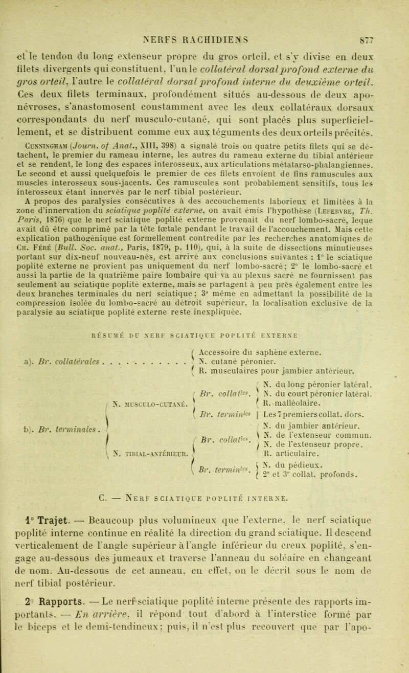 et le tendon du long extenseur propre du gros orteil, et s'v divise en deux filets divergents qui constituent, l’unie collatéral dorsaljjrofond externe du gros orteil, Fautre le collatéral dorsal profond interne du deuxième orteil. Ces deux filets terminaux, profondément situés au-dessous de deux apo- névroses. s’anastomosent constamment avec les deux collatéraux dorsaux correspondants du nerf musculo-cutané, qui sont placés plus superficiel- lement, et se distribuent comme eux aux téguments des deux orteils précités. Cunningham (/own?. of Anat., XIII, 398) a signalé trois ou quatre petits filets qui se dé- tachent, le premier du rameau interne, les autres du rameau externe du tibial antérieur et se rendent, le long des espaces interosseux, aux articulations métatarso-phalangiennes. Le second et aussi quelquefois le premier de ces filets envoient de fins ramuscules aux muscles interosseux sous-jacents. Ces ramuscules sont probablement sensitifs, tous les interosseux étant innervés par le nerf tibial postérieur. A propos des paralysies consécutives à des accouchements laborieux et limitées ii la zone d’innervation du sciatique poplité externe, on avait émis fhypothèse (Lefebvre, Th. Paris, 1876) que le nerf sciatique poplité externe provenait du nerf lombo-sacré, leque avait dû être comprimé par la tête fœtale pendant le travail de l’accouchement. Mais cette explication pathogénique est formellement contredite par les recherches anatomiques de Ch. Féré {Bull. Soc. anat., Paris, 1879, p. 110), qui, à la suite de dissections minutieuses portant sur dix-neuf nouveau-nés, est arrivé aux conclusions suivantes : l** le sciatique poplité externe ne provient pas uniquement du nerf lombo-sacré; 2 le lombo-sacré et aussi la partie de la quatrième paire lombaire qui va au plexus sacré ne fournissent pas seulement au sciatique poplité externe, mais se partagent à peu près également entre les deux branches terminales du nerf sciatique ; 3“ même en admettant la possibilité de la compression isolée du lombo-sacré au détroit supérieur, la localisation exclusive de la paralysie au sciatique poplité externe reste inexpliquée. R E s U 31 E r> U NERF S C IA TI «j U E POPLITE EXTERNE ( Accessoire du saphène externe. a). Br. collatérales ' X. cutané péronier. { R. musculaires pour jambier antérieur. b . Br. terminales X. du long péronier latéral. X. MUSCULO-CUTANÉ. X. TIBIAL-ANTÉRIEUR. Br. collaé^K X. du court péronier latéral. ( R. malléolaire. Br. terrnin^^:^ | Les7premierscollat. dors. X. du jambier antérieur. Br. collaé<^^. \ Br. fermi/é^^. C. — Nerf sciatique poplité interne. S X. de l’extenseur commun. I X. de l'extenseur propre. R. articulaire. X. du pédieux. 2^ et 3'^ collât, profonds. 1° Trajet. — Beaucoup plus A'olumiiieux que l'externe, le nerf sciatique poplité interne continue en réalité la direction du grand sciatique. Il descend verticalement de Fangie supérieur à l'angle inférieur du creux poplité, s'en- gage au-dessous des jumeaux et traverse l'anneau du soléaire en changeant de nom. Au-dessous de cet anneau, en effet, on le décrit sous le nom de nerf tibial postérieur. 2-^ Rapports. —Le nerf sciatique poplité interne présente des rapports im- portants. — En arrière, il répond tout d'abord à l'interstice formé par le biceps et le demi-tendineux: puis, il n'est plus recouvert que par l’apo-