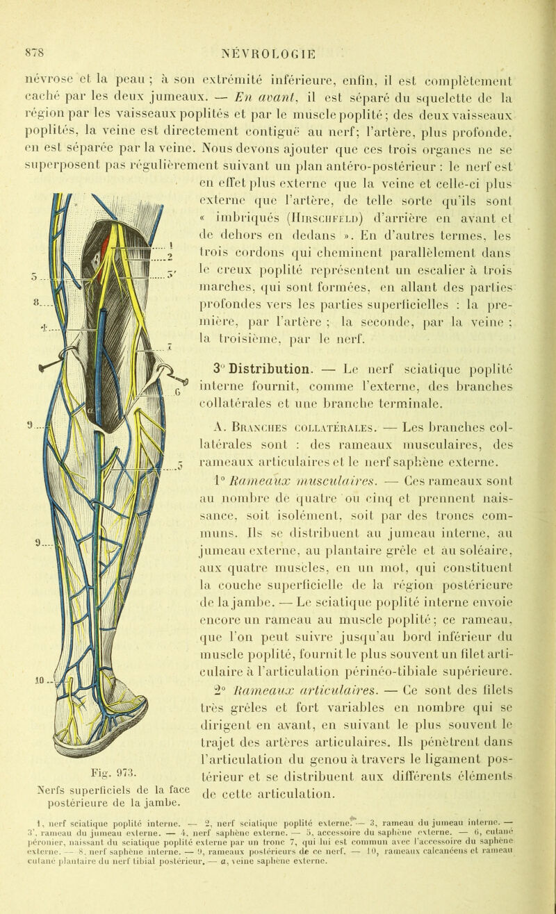 névrose et la peau ; à son extrémité inférieure, enfin, il est complètement caché par les deux jumeaux. — En avant, il est séparé du squelette de la région par les vaisseaux poplités et par le muscle poplité ; des deux vaisseaux poplités, la veine est directement contiguë au nerf; l’artère, plus profonde, en est séparée par la veine. Nous devons ajouter que ces trois organes ne se superposent pas régulièrement suivant un plan antéro-postérieur : le nerf est ' en efTet plus externe que la veine et celle-ci plus externe que l’artère, de telle sorte qu’ils sont « imbriqués (ITirsciifeld) d’arrière en avant et de dehors en dedans ». En d’autres termes, les trois cordons qui cheminent parallèlement dans le creux poplité représentent un escalier à trois marches, qui sont formées, en allant des parties profondes vers les parties superficielles : la pre- juière, par l’artère ; la seconde, par la veine ; la troisième, par le nerf. 3^ Distribution. — Le nerf sciatique poplité interne fournit, comme l’externe, des branches collatérales et une branche terminale. A. Branches collatérales. — Les branches col- latérales sont : des rameaux musculaires, des rameaux articulaires et le nerf saphène externe. 1° Rameaux musculaires. — Ces rameaux sont au nombre de quatre ou cinq et prennent nais- sance, soit isolément, soit par des troncs com- muns. Ils se distribuent au jumeau interne, au jumeau externe, au plantaire grêle et au soléaire, aux quatre muscles, en un mot, qui constituent la couche superficielle de la région postérieure de la jambe. — Le sciatique poplité interne envoie encore un rameau au muscle poplité; ce rameau, que l’on peut suivre jusqu’au bord inférieur du muscle poplité, fournit le plus souvent un filet arti- culaire à l’articulation périnéo-tibiale supérieure. Hameaux articulaires. — Ce sont des filets très grêles et fort variables en nombre qui se dirigent en avant, en suivant le plus souvent le trajet des artères articulaires. Ils pénètrent dans l’articulation du genou à travers le ligament pos- térieur et se distribuent aux différents éléments de cette articulation. Fig. 973. Nerfs superficiels de la face postérieure de la jambe. 1, nerf sciatique poplité interne. — 2, nerf sciati((ue poplité externe.— 3, rameau du jumeau intei’ue. —- 3’, rameau du jumeau externe. — 4, nerf sapliènc externe. — 5, accessoire du saphène externe. — (i, cutané péronier, naissant du sciatique poplité externe par un tronc 7, qui lui est commun avec racccssoire du saphène externe. — 8. nerf saphène interne. — rameaux postérieurs de ce nerf. — 10, rameaux calcanéens et rameau cutané plantaire du nerf tibial postérieur. — a, veine saphène externe.
