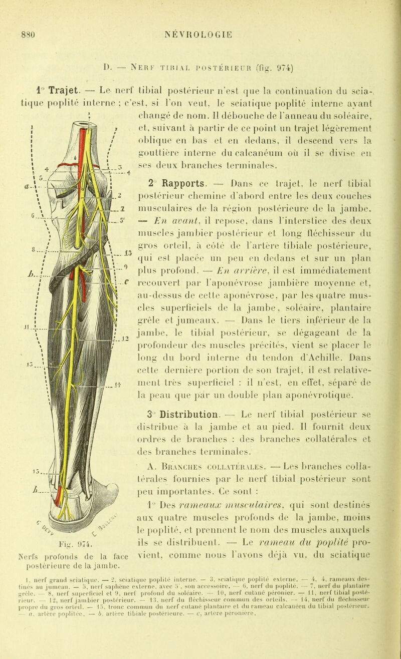 D. — Nerf tibial postérieur (fig. 074) Trajet. — Le nerf tibial postérieur n’est que la continuation du scia- tique poplité interne ; c’est, si l’on veut, le sciatique poplité interne ayant changé de nom. Il débouche de l’anneau du soléaire, et, suivant à partir de ce point un trajet légèrement oblique en bas et en dedans, il descend vers la gouttière interne du calcanéum où il se divise en ses deux branches terminales. 2 Rapports. — Dans ce trajet, le nerf tibial postérieur chemine d’abord entre les deux couches musculaires de la région postérieure de la jambe. — En avant, il repose, dans l'interstice des deux muscles jambier postérieur et long lléchisseur du gros orteil, à cùté de l'artère tibiale postérieure, qui est placée un peu en dedans et sur un plan plus profond. — En arriéré, il est immédiatement recouvert par l'aponévrose jambière moyenne et, au-dessus de cette aponévrose, par les quatre mus- cles superticiels de la jambe, soléaire, plantaire grêle et jumeaux. — Dans le tiers inférieur de la jambe, le tibial postérieur, se dégageant de la profondeur des muscles précités, vient se placer le long du bord interne du tendon d’Achille. Dans cette dernière portion de son trajet, il est relative- ment très sujierticiel : il n’est, en effet, séparé de la peau que par un double pian aponévrotique. 3' Distribution. — Le nerf tibial postérieur se distribue à la jambe et au pied. Il fournit deux ordres de branches : des branches collatérales et des branches terminales. A. Branches collatérales. —Les branches colla- térales fournies par le nerf tibial postérieur sont peu importantes. Ce sont : 1'^ Des rameaux musculaires, qui sont destinés aux quatre muscles profonds de la jambe, moins le poplité, et prennent le nom des muscles auxquels ils se distribuent. — Le rameau du poplité pro- Nerfs profonds de la face vient, comme nous l'avons déjà vu. du sciatique postérieure de la jambe. J, nerf grand scialiquc. — 2, sciatique poplité interne. — 3, sciatique po]>lité externe. — 4, 4, rameaux des- tinés au jumeau. — 5, nerf sapliène externe, avec 5’. son accessoire. — 6, nerf du poplité. — 7, nerf du plantaire grêle. — 8, nerf superficiel et 9, nerf profond du soléaire. — 10, nerf cutané péronier. — 11, nerf tibial posté- rieur. — 12, nerf jambier postérieur. — 13. nerf du lléchisseur commun des orteils. — 14, nerf du fléchisseur juopre du gros orteil. — 1.3, tronc commun du nerf cutané plantaire et du rameau calcanéen du tibial postérieur. — a. artère poplitée. — b, artère tibiale postérieure. — c, arlere péronière.