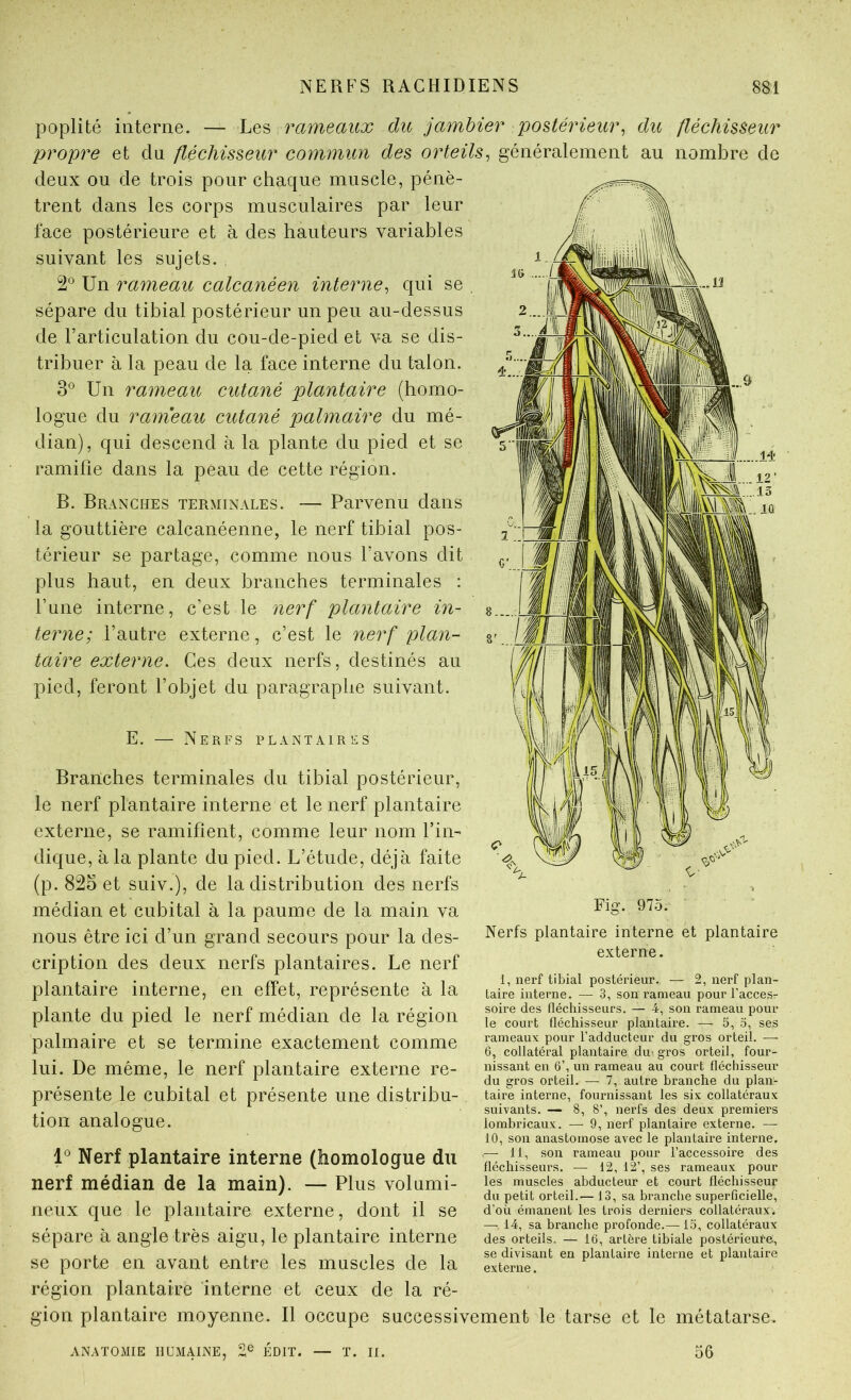 poplité interne. — Les rameaux du jamhier postérieur^ du fléchisseur propre et dn fléchisseur commun des orteils^ généralement au nombre de deux ou de trois pour chaque muscle, pénè- trent dans les corps musculaires par leur face postérieure et à des hauteurs variables suivant les sujets. 2® Un rameau calcanéen interne^ qui se sépare du tibial postérieur un peu au-dessus de l’articulation du cou-de-pied et va se dis- tribuer à la peau de la face interne du talon. 3*^ Un rameau cutané plantaire (homo- logue du rameau cutané palmaire du mé- dian), qui descend à la plante du pied et se ramifie dans la peau de cette région. B. Branches terminales. — Parvenu dans la gouttière calcanéenne, le nerf tibial pos- térieur se partage, comme nous l’avons dit plus haut, en deux branches terminales : l’une interne, c’est le nerf plantaire in- terne; l’autre externe, c’est le nerf plan- taire externe. Ces deux nerfs, destinés au pied, feront l’objet du paragraphe suivant. E. — Nerfs plantaires Branches terminales du tibial postérieur, le nerf plantaire interne et le nerf plantaire externe, se ramifient, comme leur nom l’in- dique, à la plante du pied. L’étude, déjà faite (p. 825 et suiv.), de la distribution des nerfs médian et cubital à la paume de la main va nous être ici d’un grand secours pour la des- cription des deux nerfs plantaires. Le nerf plantaire interne, en effet, représente à la plante du pied le nerf médian de la région palmaire et se termine exactement comme lui. De même, le nerf plantaire externe re- présente le cubital et présente une distribu- tion analogue. 1° Nerf plantaire interne (homologue du nerf médian de la main). — Plus volumi- neux que le plantaire externe, dont il se sépare à angle très aigu, le plantaire interne se porte en avant entre les muscles de la Nerfs plantaire interne et plantaire externe. 1, nerf tibial postérieur. — 2, nerf plan- taire interne. — 3, son rameau pour Faccesr soire des fléchisseurs. — 4, son rameau pour le court fléchisseur plantaire. — 5, 5, ses rameaux pour l’adducteur du gros orteil. — 6, collatéral plantaire du-gros orteil, four- nissant en 6’, un rameau au court fléchisseur du gros orteil. — 7, autre branche du plan- taire interne, fournissant les six collatéraux suivants. — 8, 8’, nerfs des deux premiers lombricaux. — 9, nerf plantaire externe. — 10, son anastomose avec le plantaire interne, — 11, son rameau pour l’accessoire des fléchisseurs, — 12, 12’, ses rameaux pour les muscles abducteur et court fléchisseur du petit orteil.— 13, sa branche superficielle, d’où émanent les trois derniers collatéraux. — 14, sa branche profonde.— 15, collatéraux des orteils. — 16, artère tibiale postérieure, se divisant en plantaire interne et plantaire externe. région plantaire interne et ceux de la ré- gion plantaire moyenne. Il occupe successivement le tarse et le métatarse. ANATOMIE HUMAINE, ÉDIT. — T. II. 56