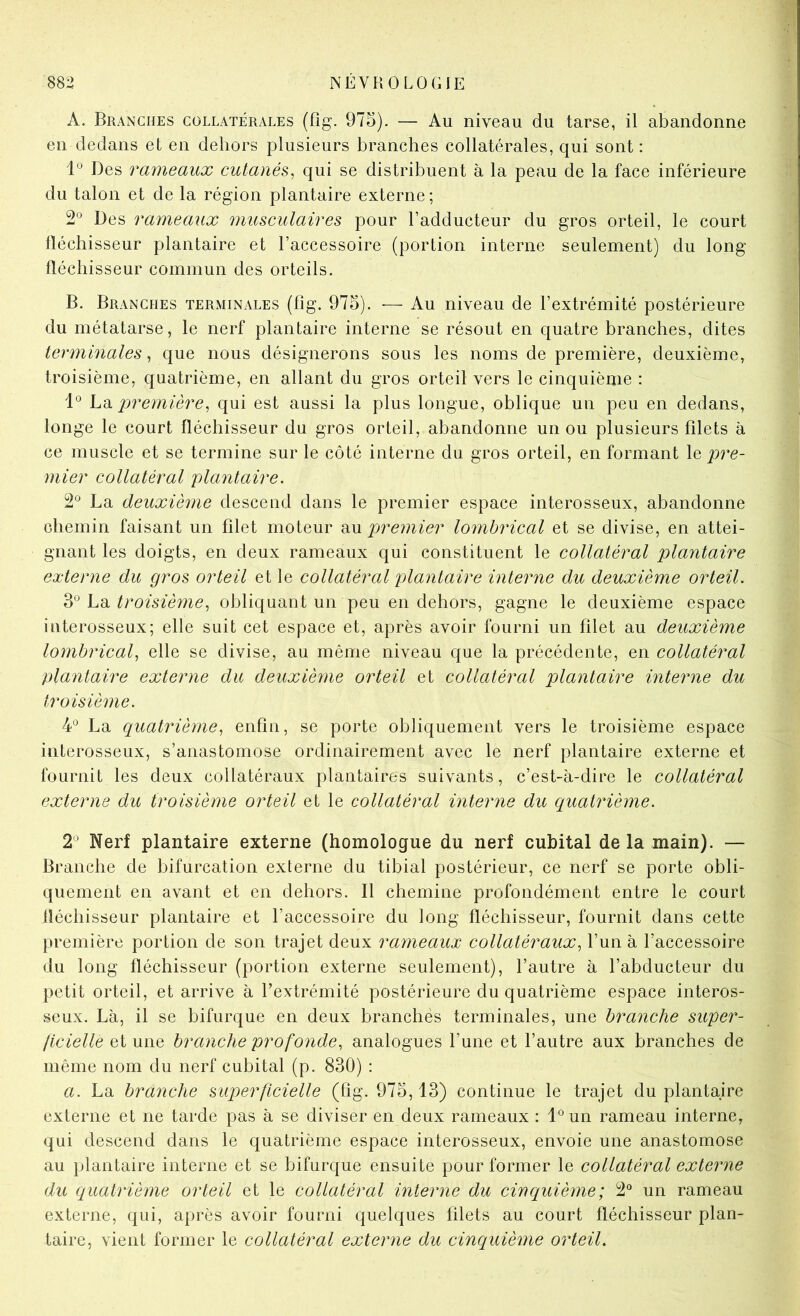 A. Branches collatérales (fîg. 975). — Au niveau du tarse, il abandonne en dedans et en dehors plusieurs branches collatérales, qui sont; Des rameaux cutanés, qui se distribuent à la peau de la face inférieure du talon et de la région plantaire externe ; 2° Des rameaux musculaires pour l’adducteur du gros orteil, le court lléchisseur plantaire et l’accessoire (portion interne seulement) du long fléchisseur commun des orteils. B. Branches terminales (fîg. 975). •— Au niveau de l’extrémité postérieure du métatarse, le nerf plantaire interne se résout en quatre branches, dites terminales, que nous désignerons sous les noms de première, deuxième, troisième, quatrième, en allant du gros orteil vers le cinquième : 1° h'à première, qui est aussi la plus longue, oblique un peu en dedans, longe le court fléchisseur du gros orteil, abandonne un ou plusieurs filets à ce muscle et se termine sur le côté interne du gros orteil, en formant le pre- mier collatéral plantaire. 2° La deuxième descend dans le premier espace interosseux, abandonne chemin faisant un fdet moteur au premier lombrical et se divise, en attei- gnant les doigts, en deux rameaux qui constituent le collatéral plantaire externe du gros orteil et le collatéral plantaire interne du deuxième orteil. 3*^ La troisième, obliquant un peu en dehors, gagne le deuxième espace interosseux; elle suit cet espace et, après avoir fourni un filet au deuxième lombrical, elle se divise, au même niveau que la précédente, en collatéral plantaire externe du deuxième orteil et collatéral plantaire interne du troisième. 4*^ La quatrième, enfin, se porte obliquement vers le troisième espace interosseux, s’anastomose ordinairement avec le nerf plantaire externe et fournit les deux collatéraux plantaires suivants, c’est-à-dire le collatéral externe du troisième orteil et le collatéral interne du quatrième. 2^ Nerf plantaire externe (homologue du nerf cubital delà main). — Branche de bifurcation externe du tibial postérieur, ce nerf se porte obli- quement en avant et en dehors. Il chemine profondément entre le court fléchisseur plantaire et l’accessoire du long fléchisseur, fournit dans cette première portion de son trajet deux rameaux collatéraux, l’un à l’accessoire du long fléchisseur (portion externe seulement), l’autre à l’abducteur du petit orteil, et arrive à l’extrémité postérieure du quatrième espace interos- seux. Là, il se bifurque en deux branches terminales, une branche supei^- licielle et une branche profonde, analogues l’une et l’autre aux branches de même nom du nerf cubital (p. 830) : a. La branche superficielle (fig. 975,13) continue le trajet du plantaire externe et ne tarde pas à se diviser en deux rameaux : l^^un rameau interne, qui descend dans le quatrième espace interosseux, envoie une anastomose au plantaire interne et se bifurque ensuite pour former le collatéral externe du quatrième orteil et le collatéral interne du cinquième ; 2° un rameau externe, qui, après avoir fourni quelques filets au court fléchisseur plan- taire, vient former le collatéral externe du cinquième orteil.