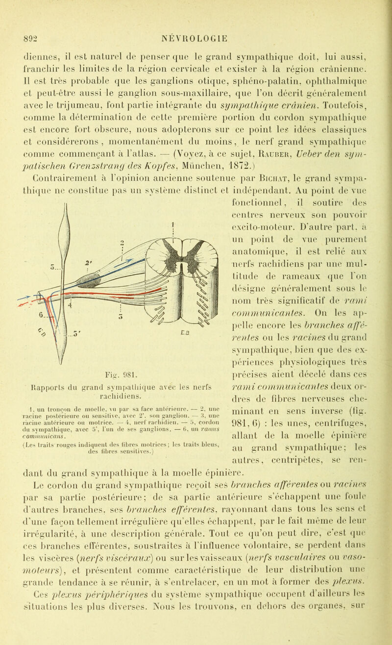 dieimes, il est naturel de penser que le grand sympathique doit, lui aussi, franchir les limites de la région cervicale et exister à la région crânienne. Il est très probable que les ganglions otique, sphéno-palatin, ophthalmique et peut-être aussi le ganglion sous-maxillaire, que l’on décrit généralement avec le trijumeau, font partie intégrante du sympathique crânien. Toutefois, comme la détermination de cette première portion du cordon sympathique est encore fort obscure, nous adopterons sur ce point les idées classiques et considérerons, momentanément du moins, le nerf grand sympathique comme commençant à l’atlas. — (Voyez, à ce sujet, Rauber, Ueber den sym- patischen Grenzstrang des Kopfes, München, 1872.) Contrairement à l’opinion ancienne soutenue par Biciiat, le grand syni})a- thique ne constitue pas un système distinct et indépendant. Au point de vue fonctionnel, il soutire des centres nerveux son pouvoir excito-moteur. D’autre part, à un point de vue purement anatomique, il est relié aux nerfs rachidiens par une mul- titude de rameaux que Ton désigne généralement sous le nom très significatif de ranii communicantes. On les ap- pelle encore les branches affe- rentes ou les racines du grand sympathique, bien que des ex- périences physiologiques très précises aient décelé dans ces rami communicantes deux or- dres de fibres nerveuses che- minant en sens inverse (fig. 981,0) : les unes, centrifuges, allant de la moelle épinière au grand sympathique; les autres, centripètes, se ren- dant du grand sympathique à la moelle épinière. Le cordon du grand sympathique reçoit ses branches afférentes o\i racines par sa partie postérieure; de sa partie antérieure s’échappent une foule d’autres branches, ses branches efférentes, rayonnant dans tous les sens et d’une façon tellement irrégulière qu’elles échappent, par le fait même de leur irrégularité, à une description générale. Tout ce qu’on peut dire, c’est que ces branches efférentes, soustraites a l’influence volontaire, se perdent dans les viscères {nerfs viscéraux) ou sur les vaisseaux {nerfs vasculaires ou vaso- moteurs), et présentent comme caractéristique de leur distribution une grande tendance à se réunir, à s’entrelacer, en un mot à former des pÂexus. Ces plexus p>ériphériques du système sympathique occupent d’ailleurs les situations les plus diverses. Nous les trouvons, en dehors des organes, sur Rapports du grand sympathique avec les nerfs rachidiens. 1, un tronçon de moelle, vu par sa face antérieure. — 2, une racine posténeure ou sensitive, avec 2’, son ganglion. — une racine antérieure ou motrice. — 4, nerf rachidien. — 5, cordon du sympathique, avec 5’, l'iin de ses ganglions. — (i, un ramus communicans. {Les traits’rouges indiquent des libres motrices; les traits bleus, des fibres sensitives.)
